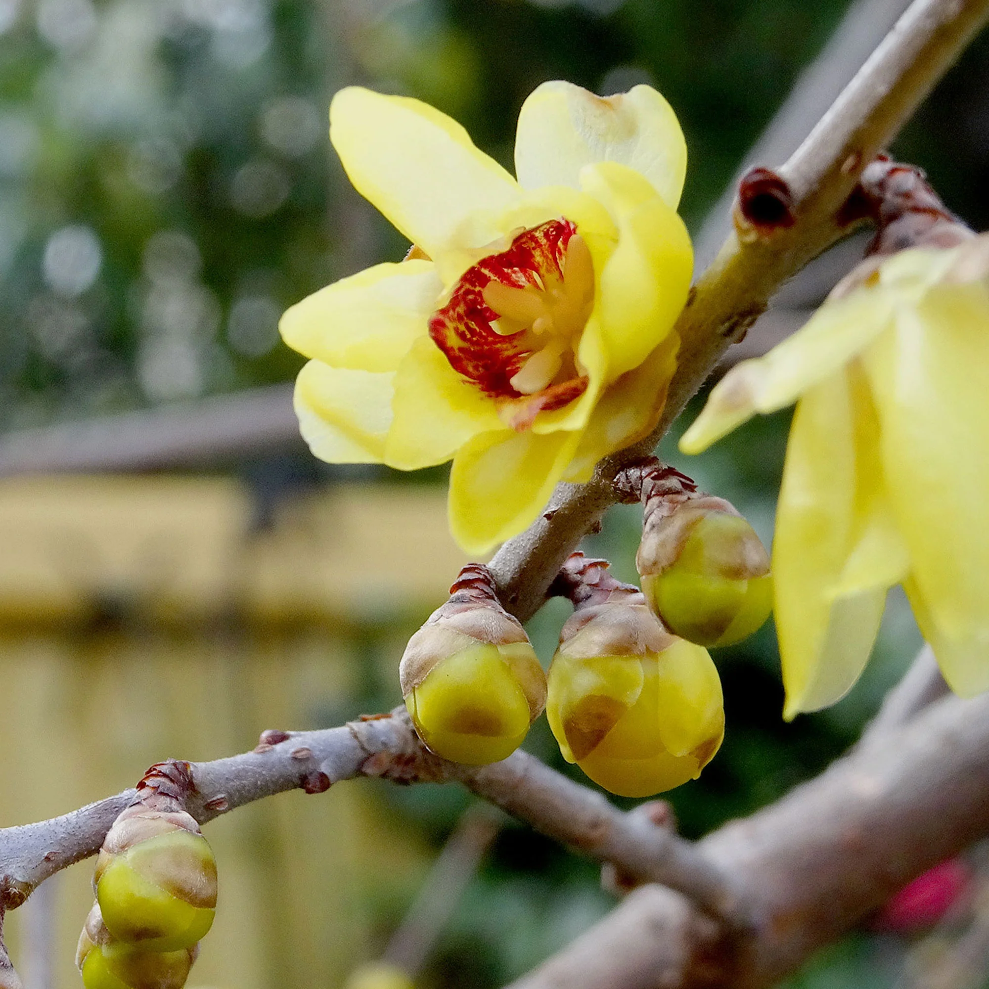 Winterblüte