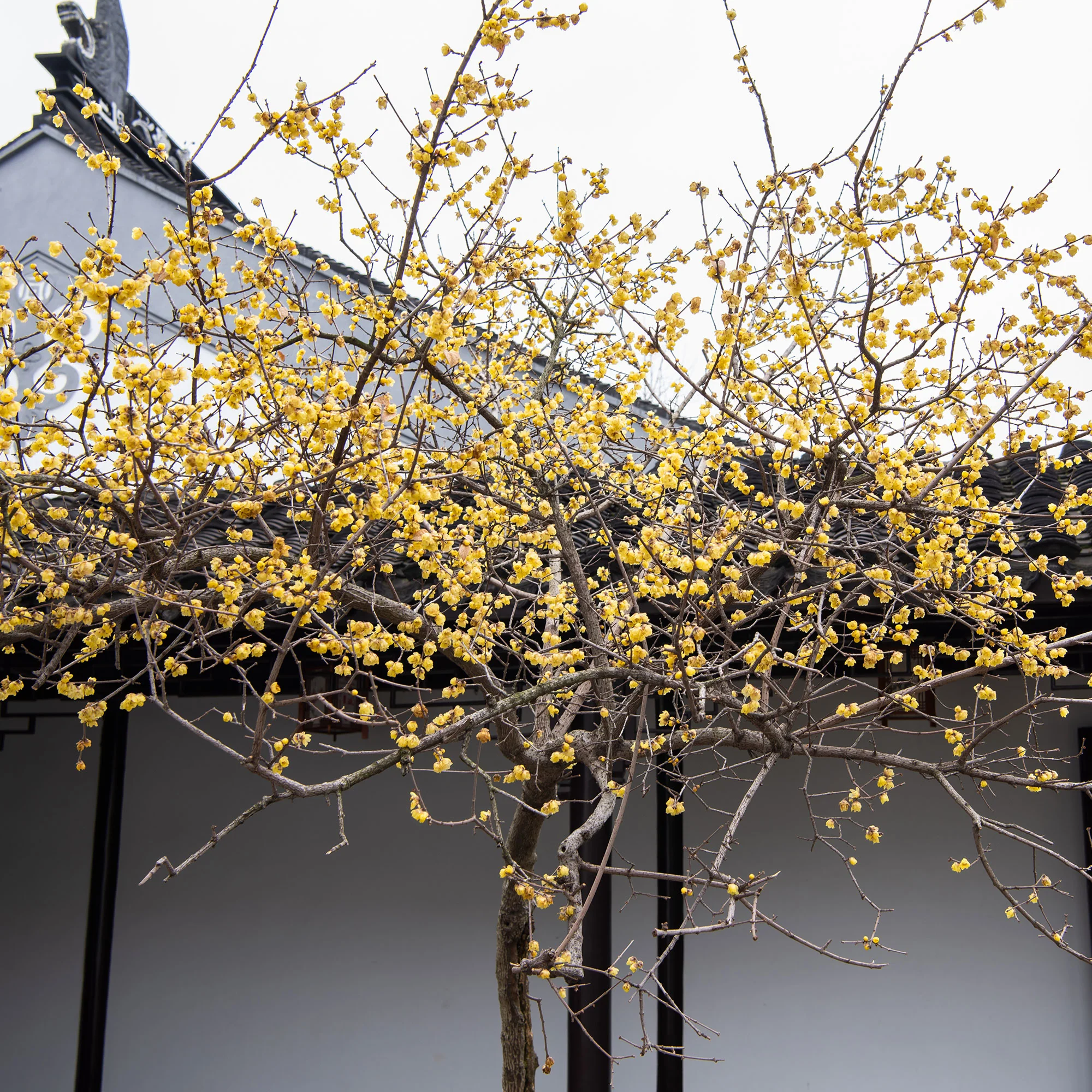 Winterblüte - Image 2