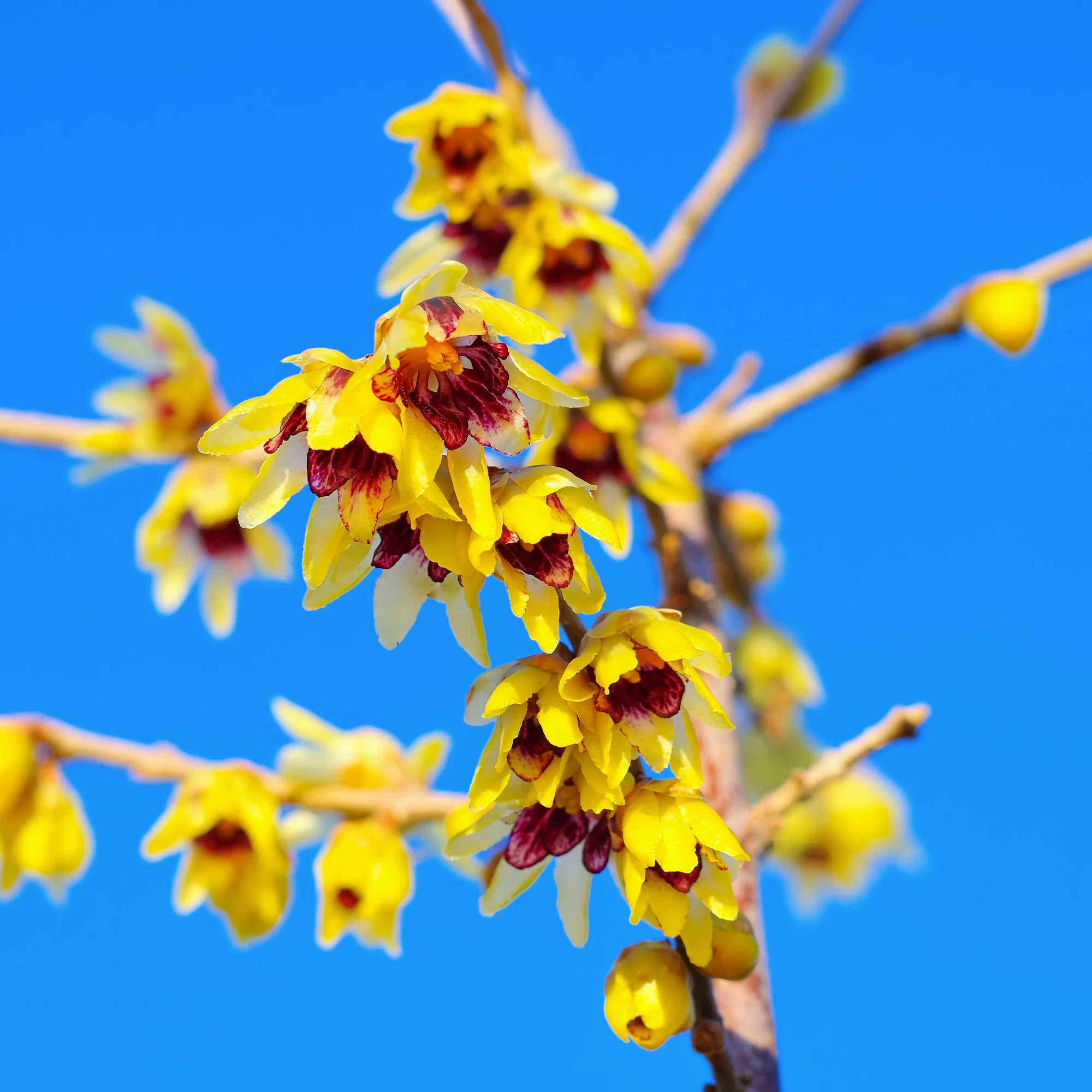 Winterblüte - Image 3