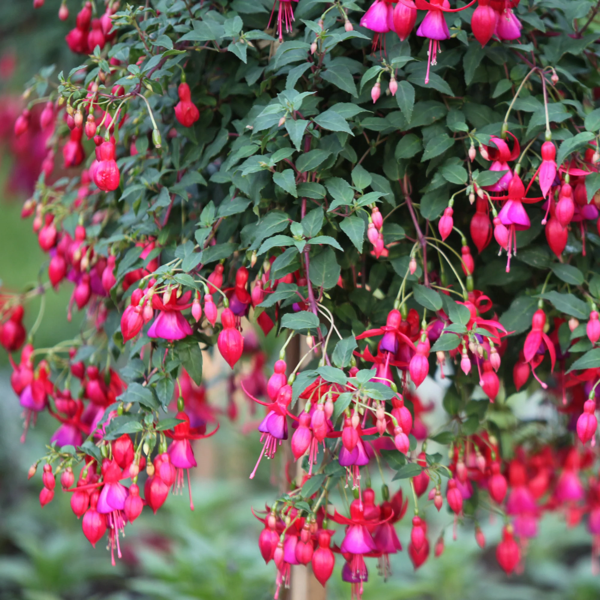 Winterharte Fuchsien Mischung (x6) - Image 3