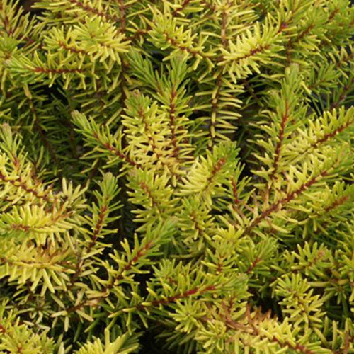 Winterheide Eva Gold - Image 2