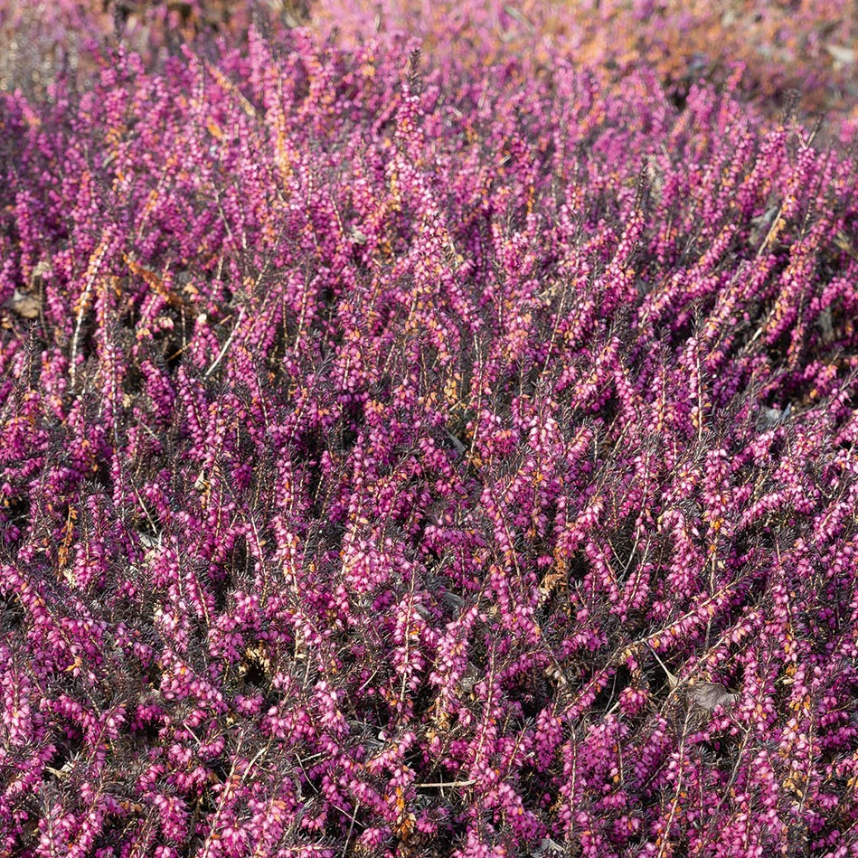 Winterheide 'Kramer's Rote' - Image 3