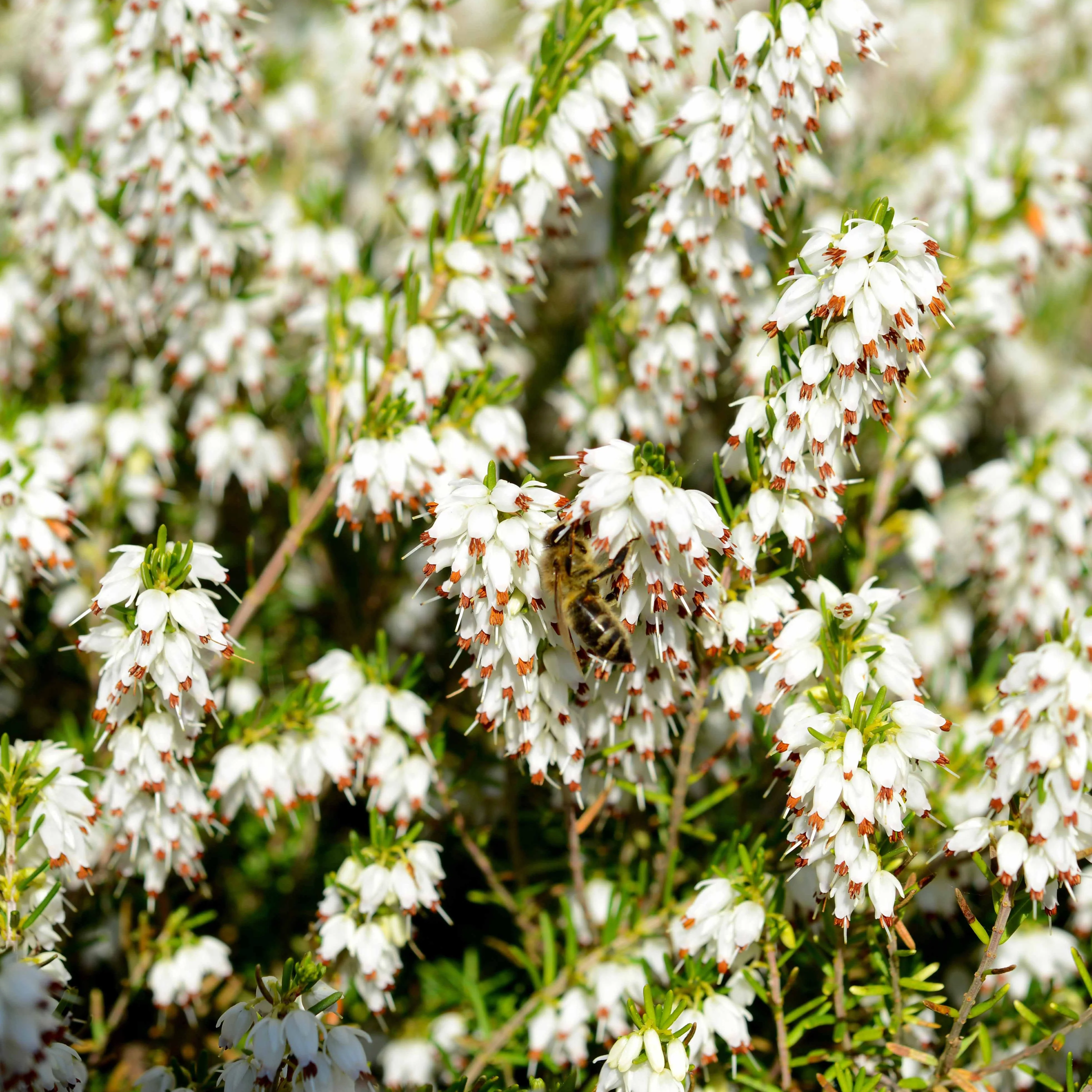Winterheide und Christrose Mischung (x4) - Image 3