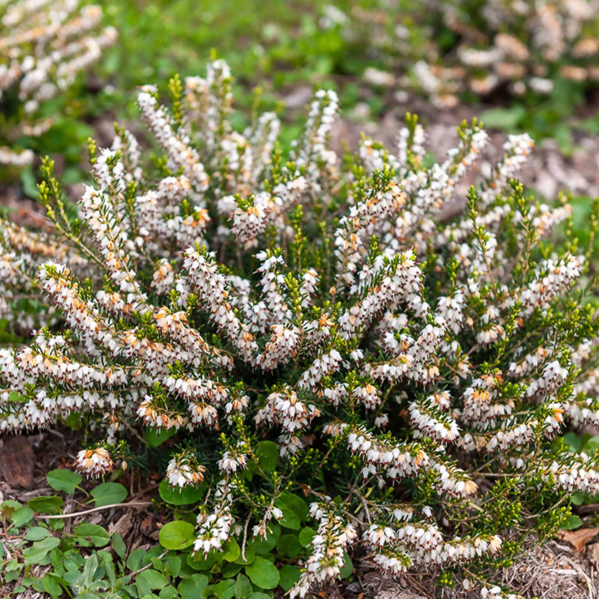 Winterheide White Glow - Image 2