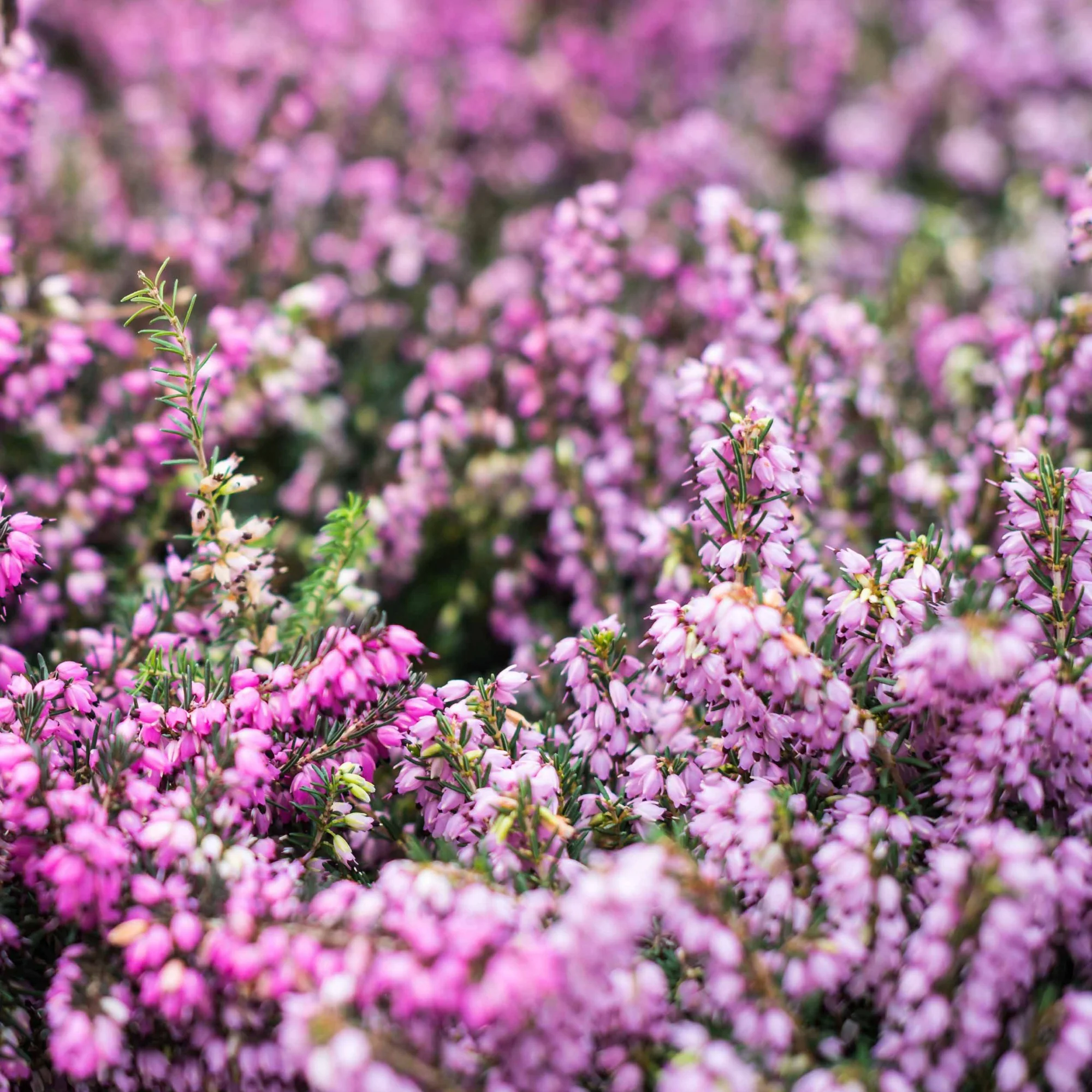 Winterheiden Mischung (rot + rosa + weiß) (x6) - Image 2