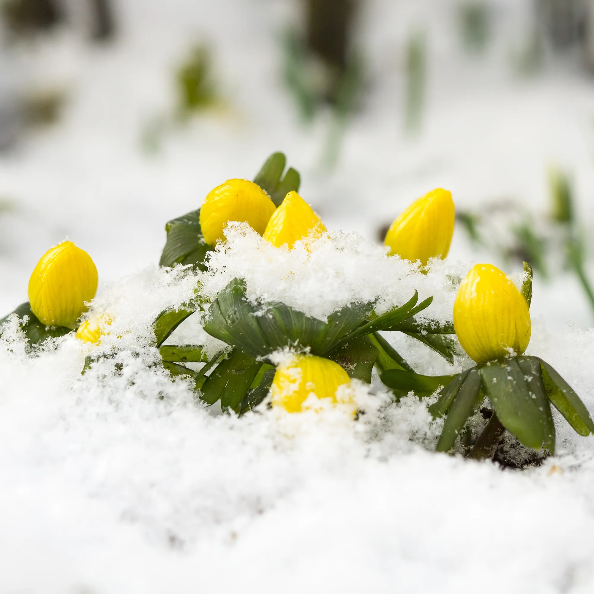 Winterling (x10) - Image 4