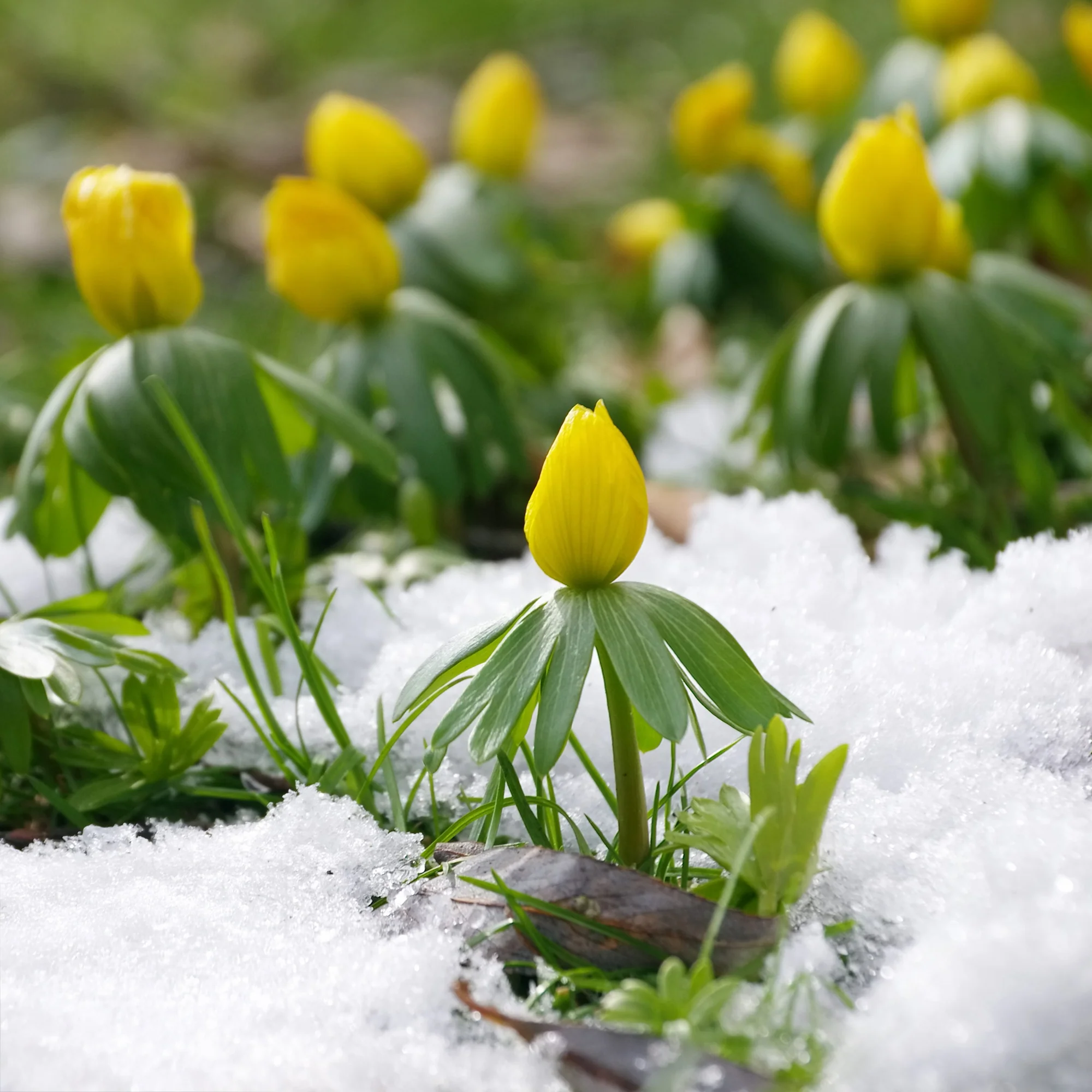 Winterling (x10) - Image 5