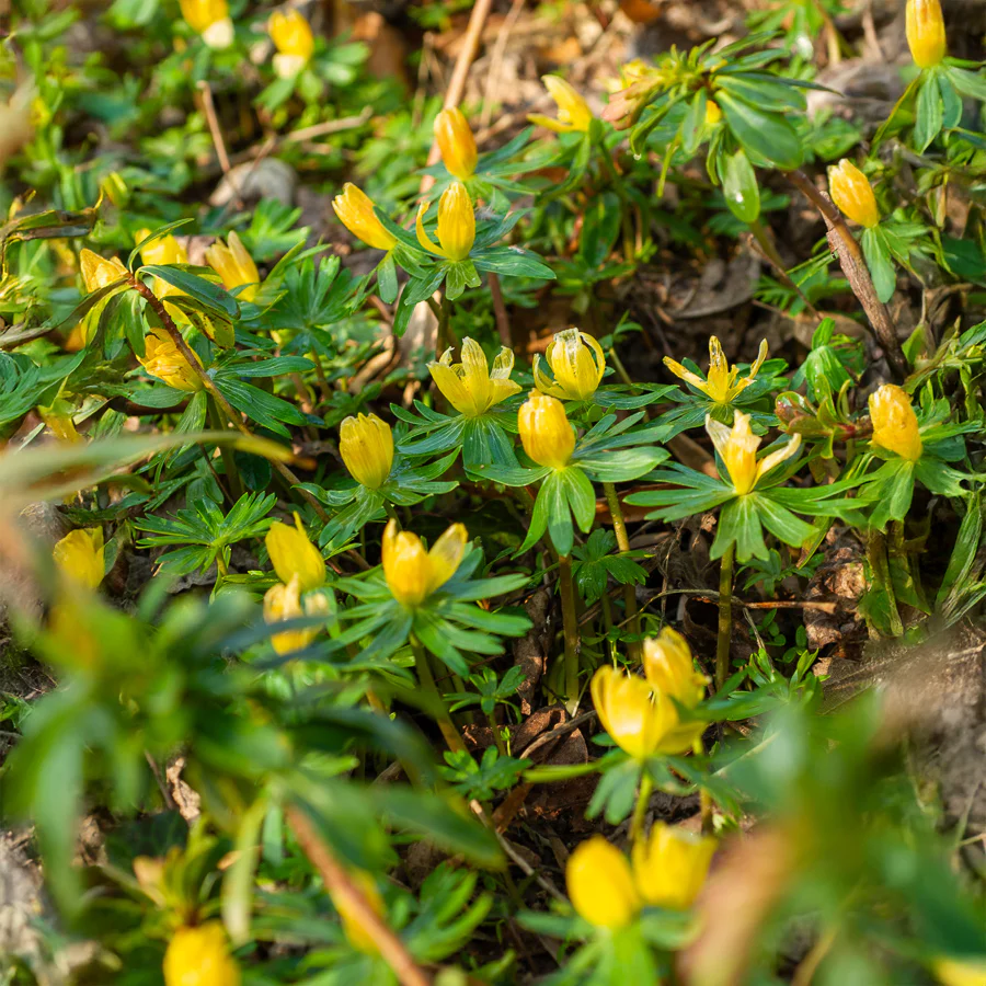 Winterling (x10) - Image 7