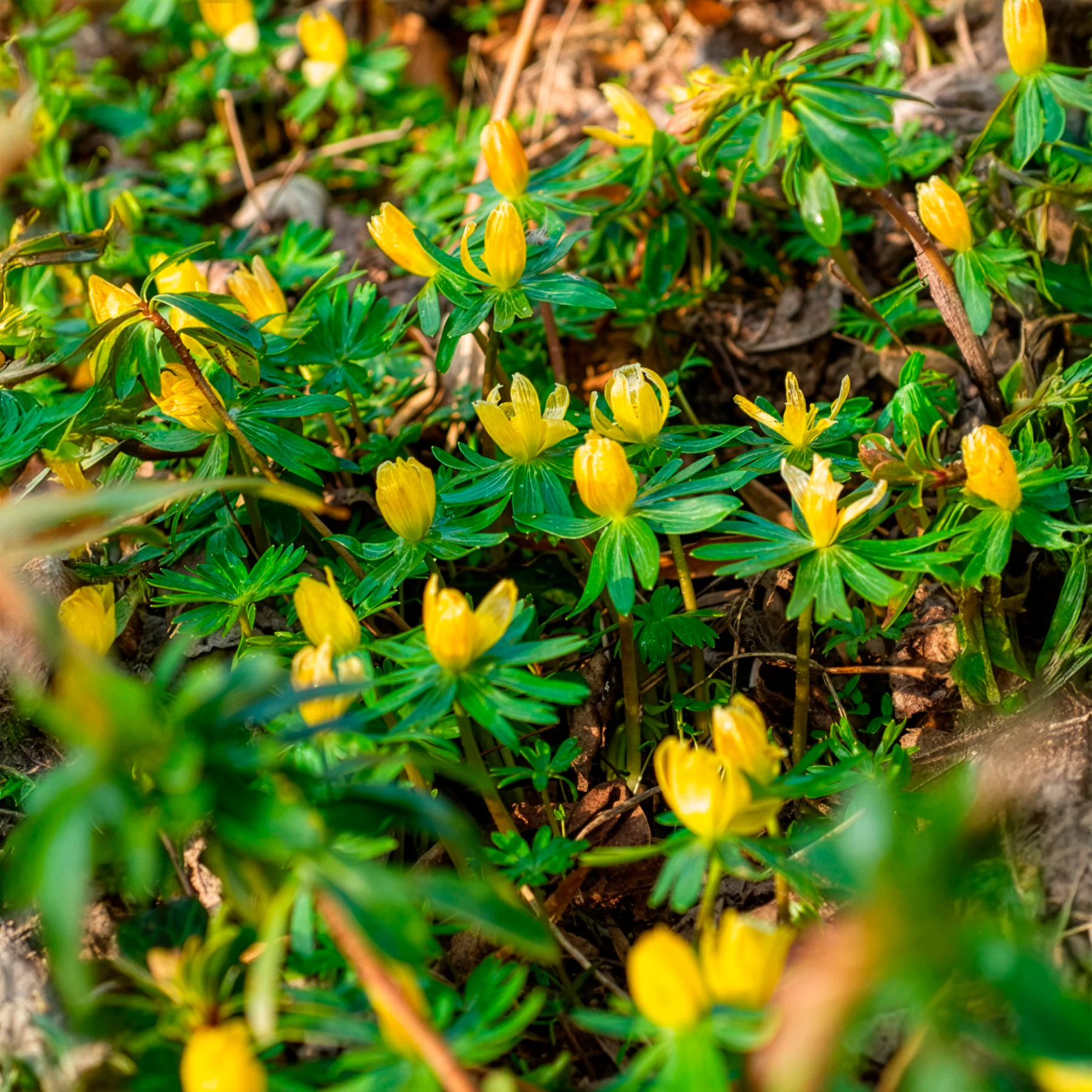 Winterling (x10) - Image 8