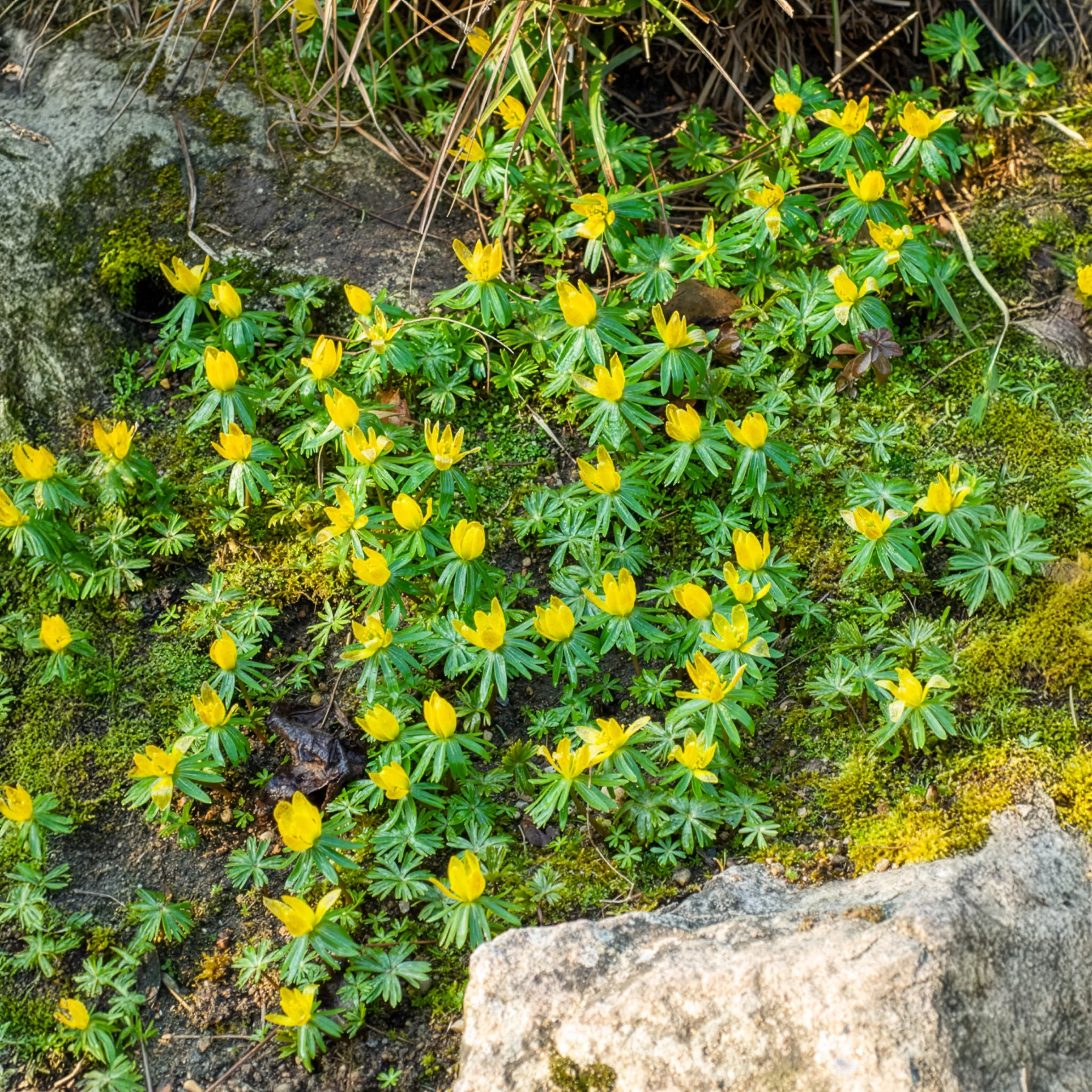 Winterling (x10) - Image 9