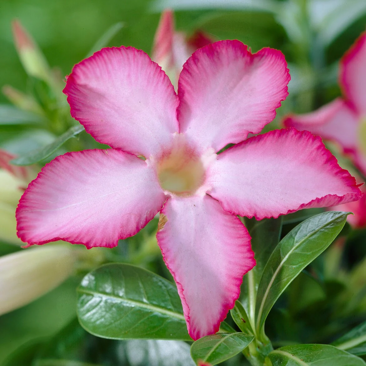 Wüstenrose - Image 4
