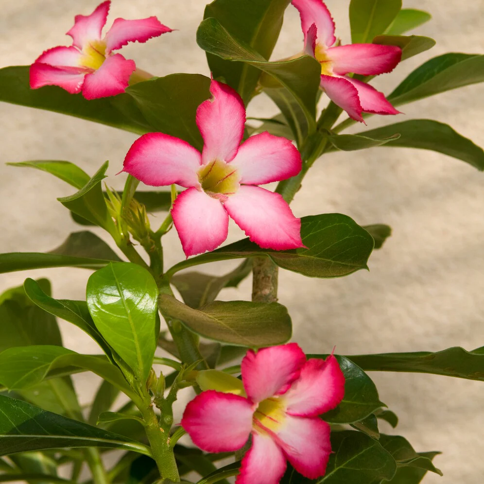 Wüstenrose - Image 5