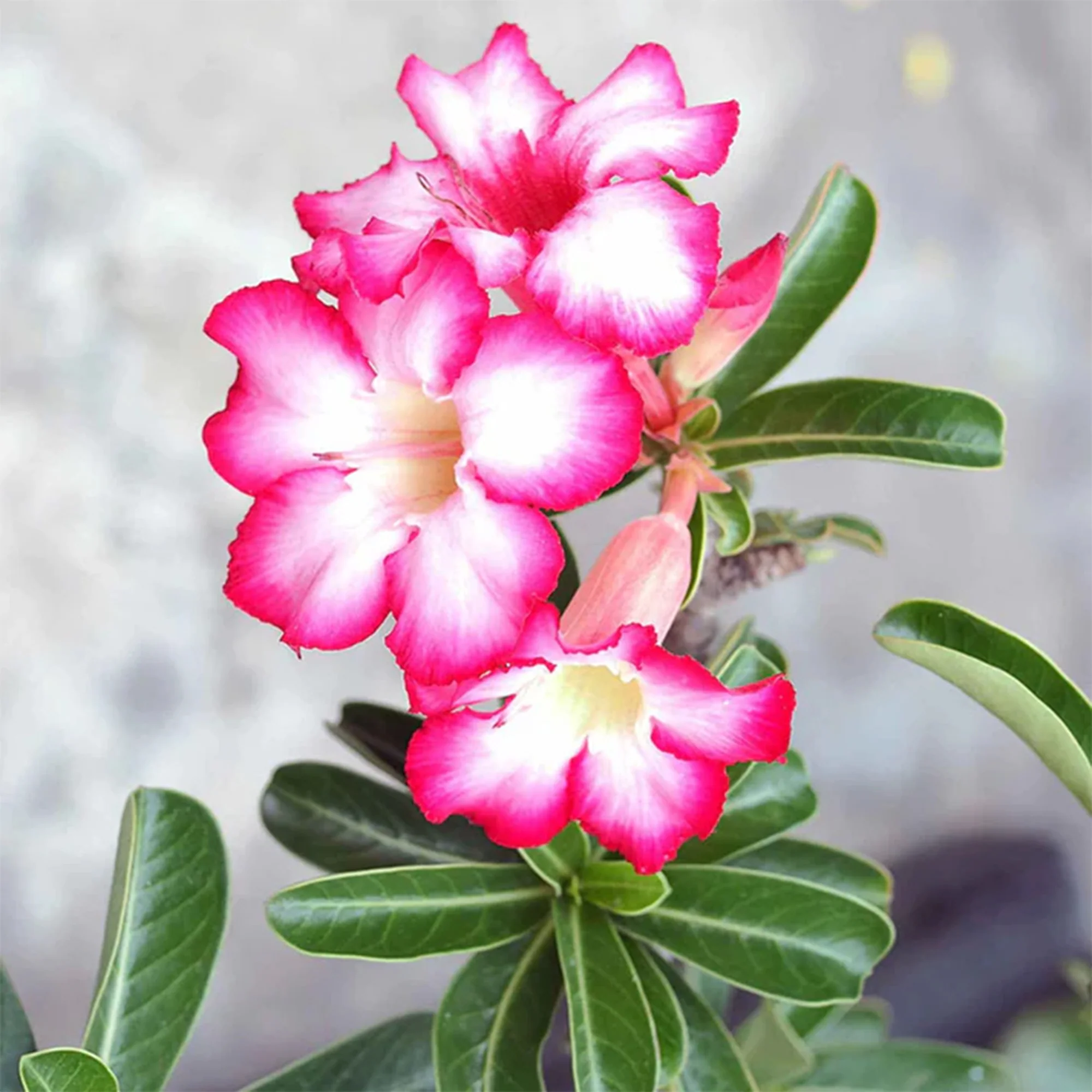 Wüstenrose in weißem Blumentopf - Image 3