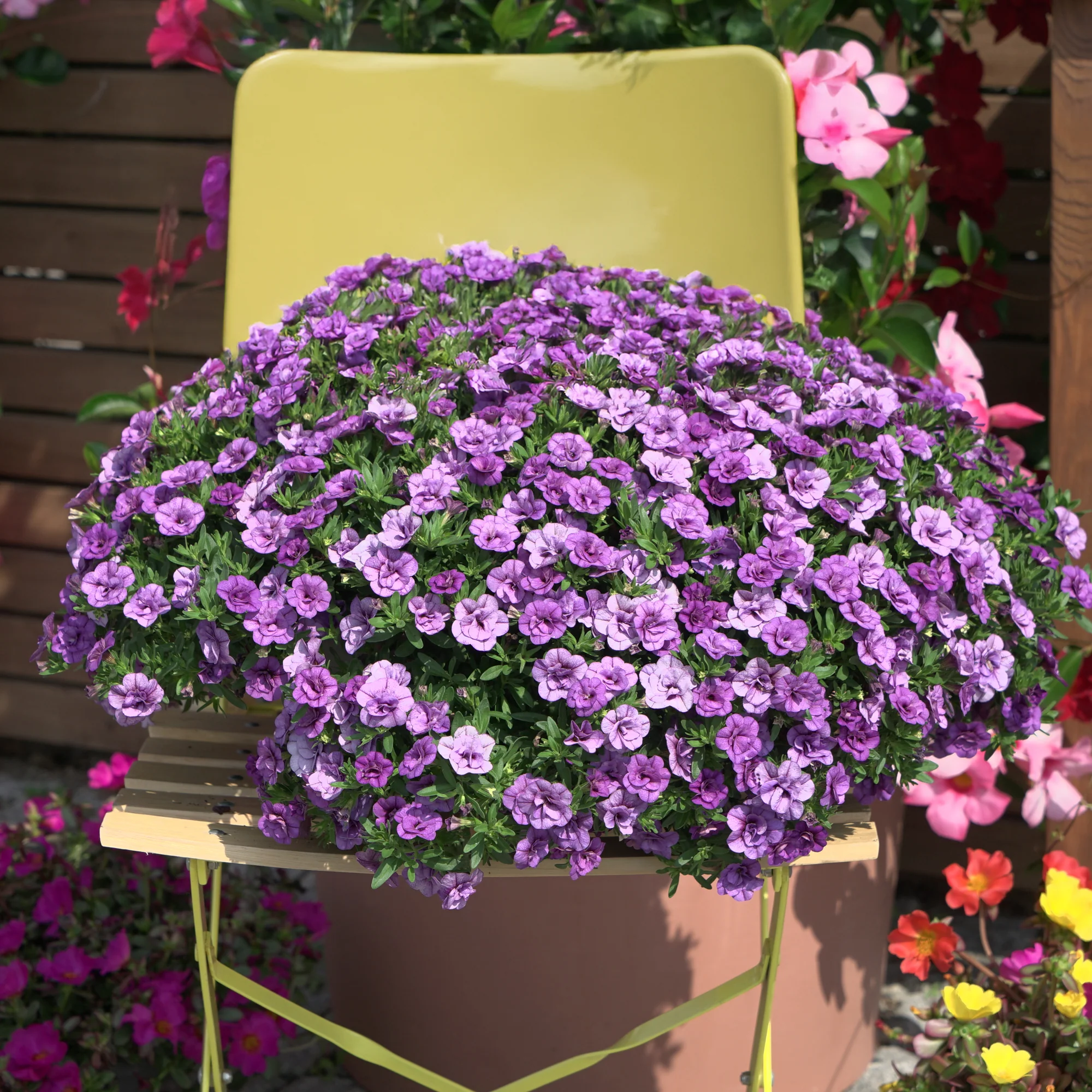Zauberglöckchen gefüllt Violett (x3)