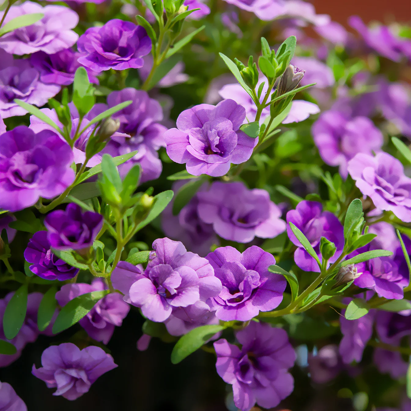 Zauberglöckchen gefüllt Violett (x3) - Image 2