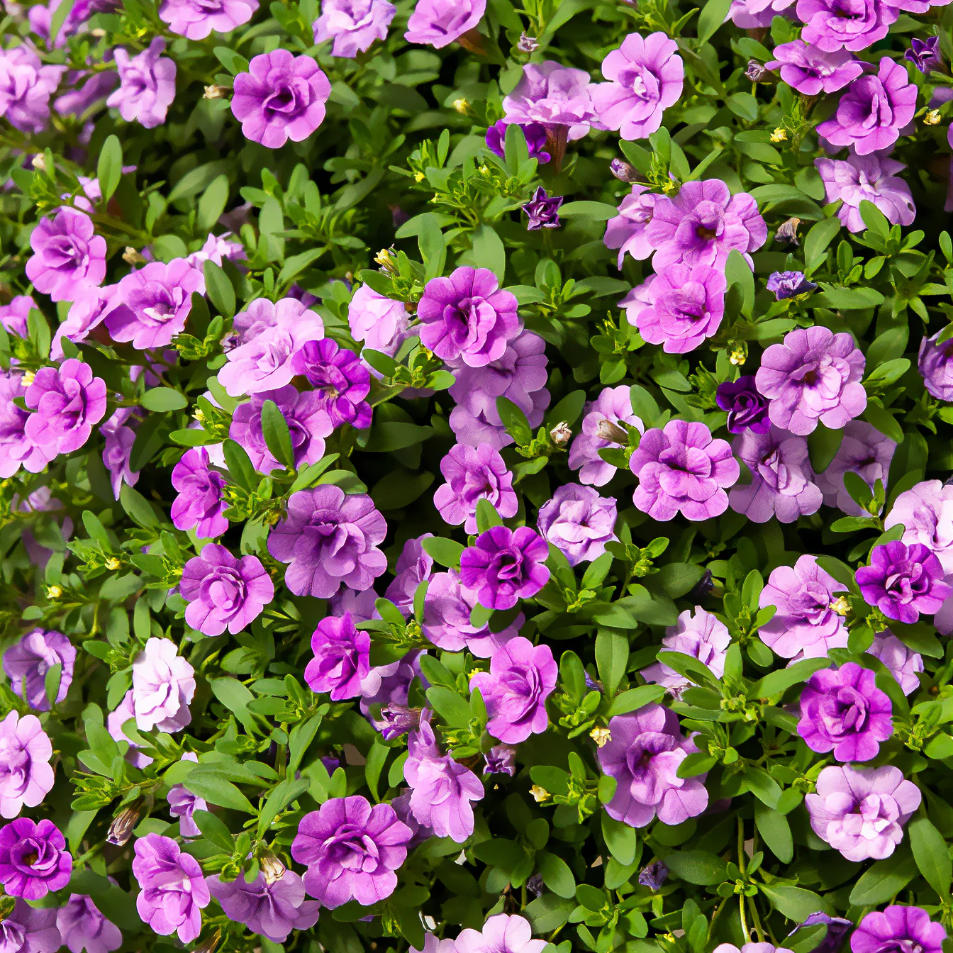 Zauberglöckchen gefüllt Violett (x3) - Image 3