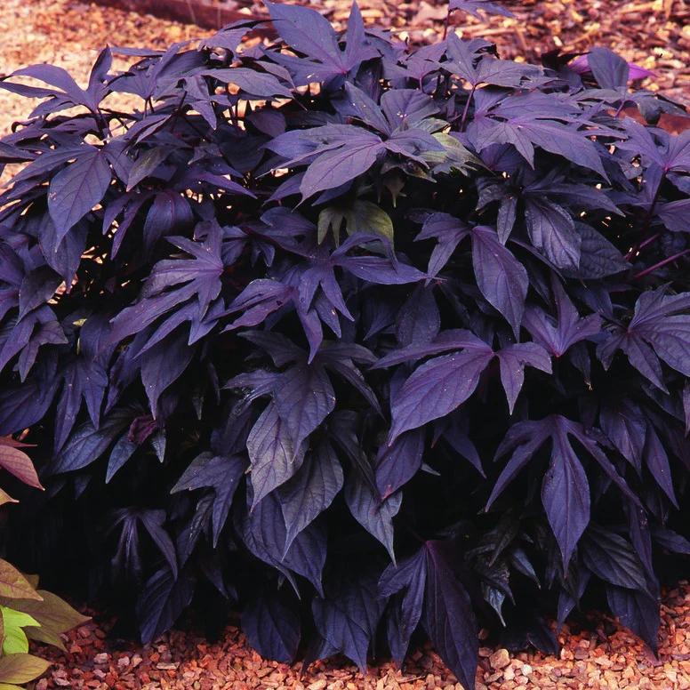 Zier-Süßkartoffel 'Sweet Caroline Purple' (x3) - Image 2