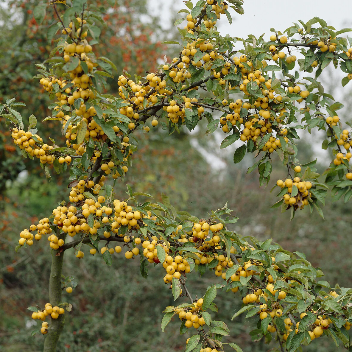 Zierapfel Golden Hornet