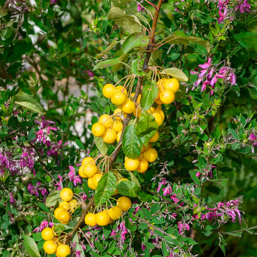 Zierapfel Golden Hornet - Image 2