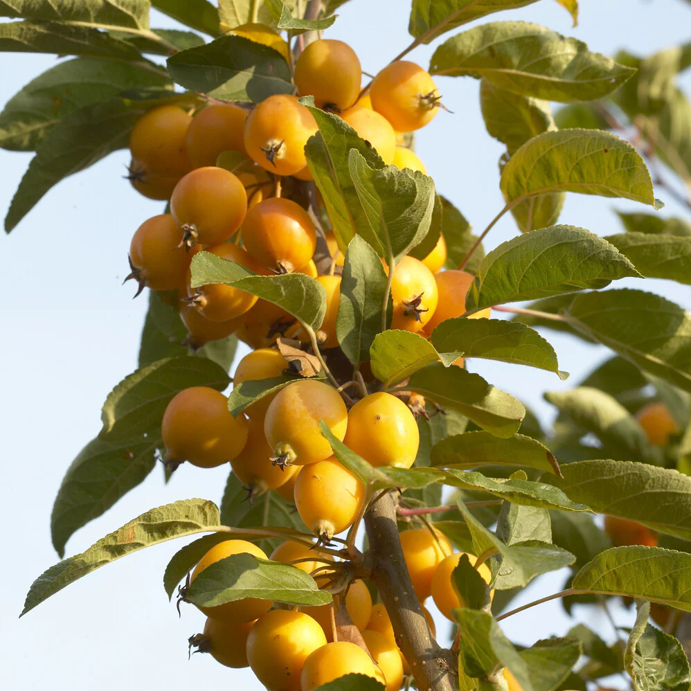 Zierapfel Golden Hornet - Image 4