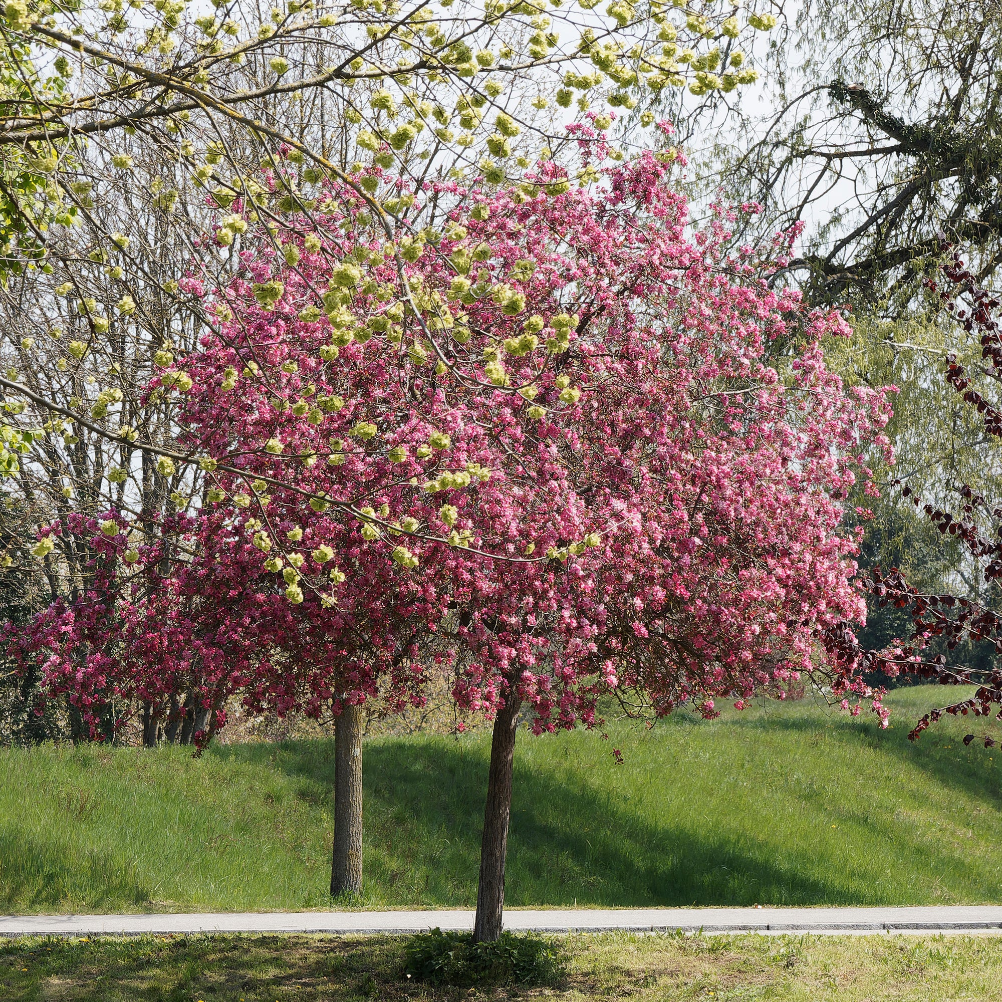 Zierapfel Liset - Image 3