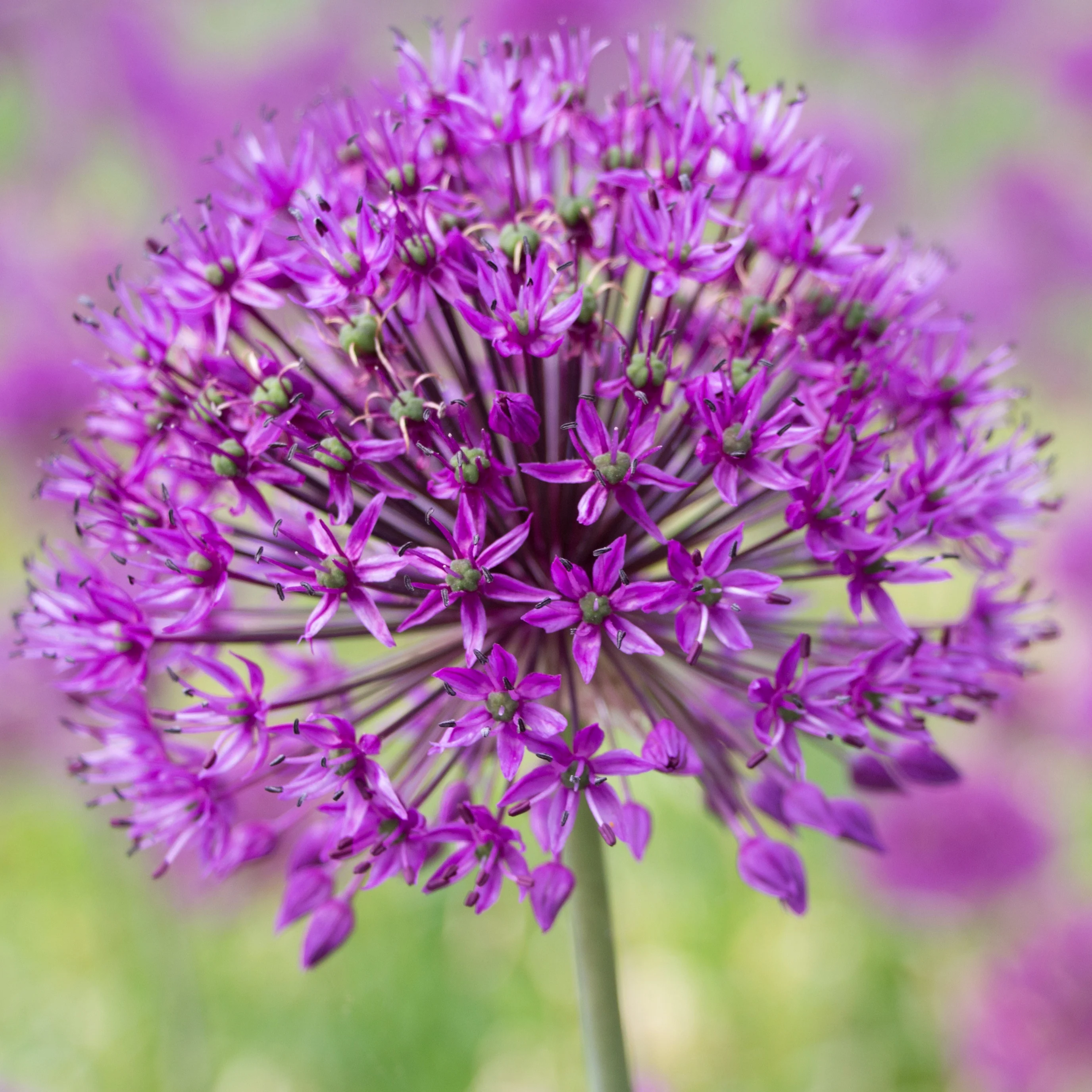 Zierlauch 'Purple Sensation' (x10) - Image 2
