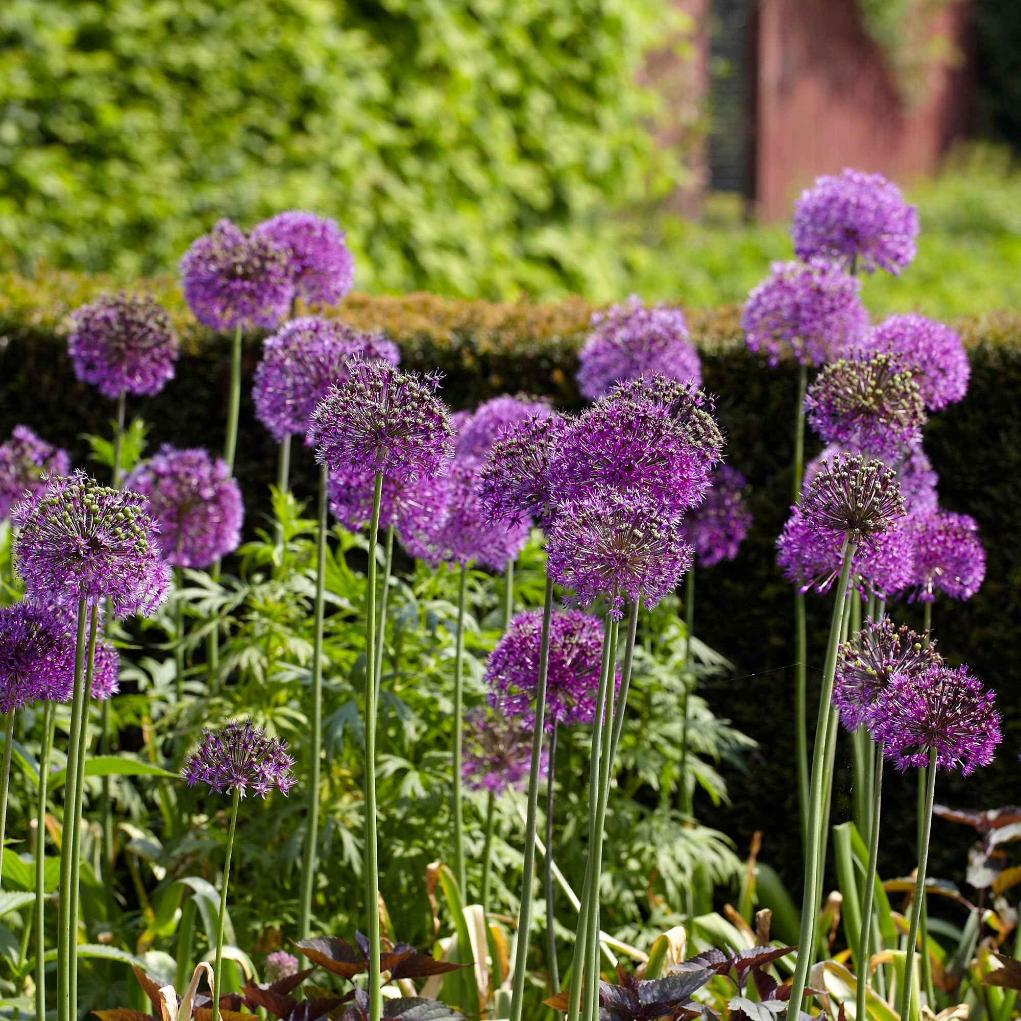 Zierlauch 'Purple Sensation' (x10) - Image 3