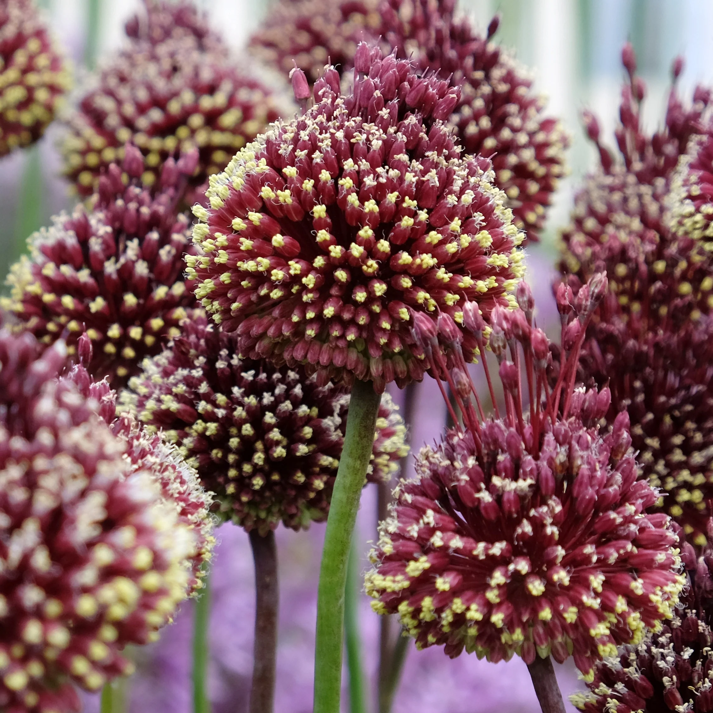 Zierlauch 'Red Mohican' (x2)