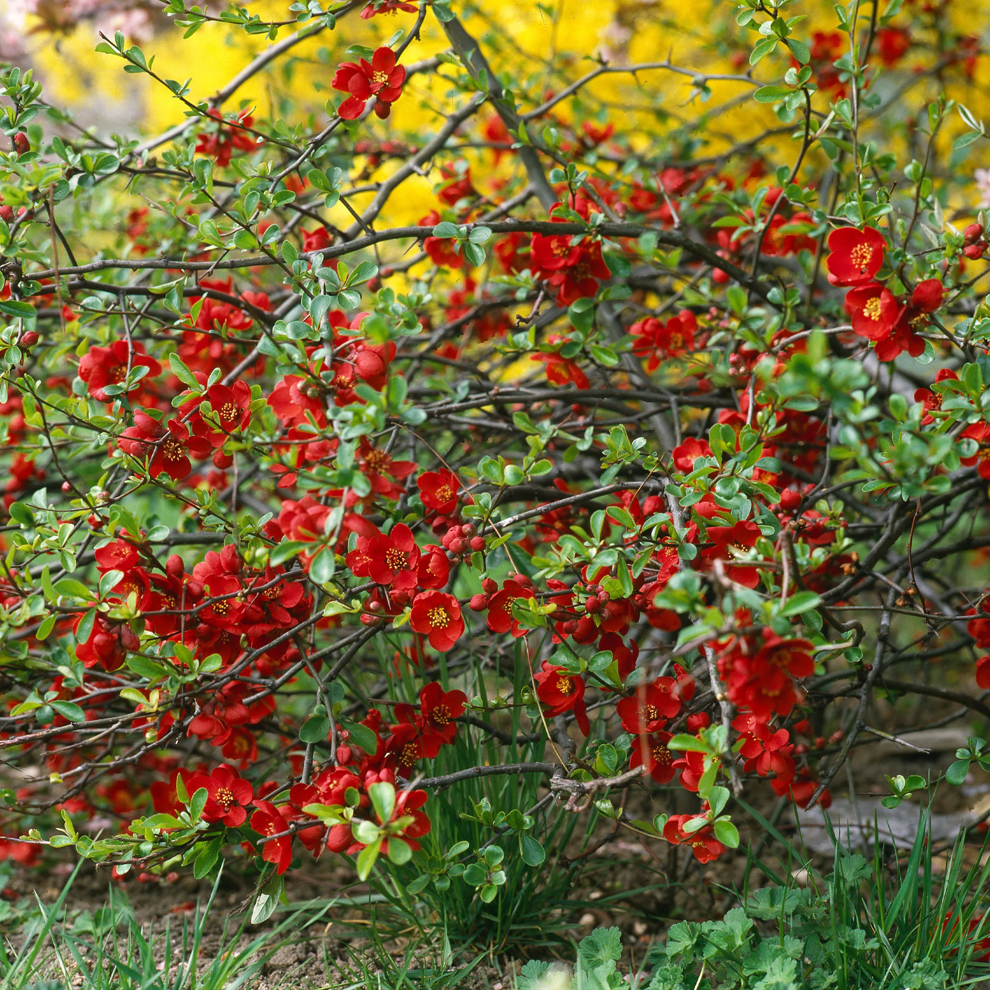 Zierquitte Crimson and Gold