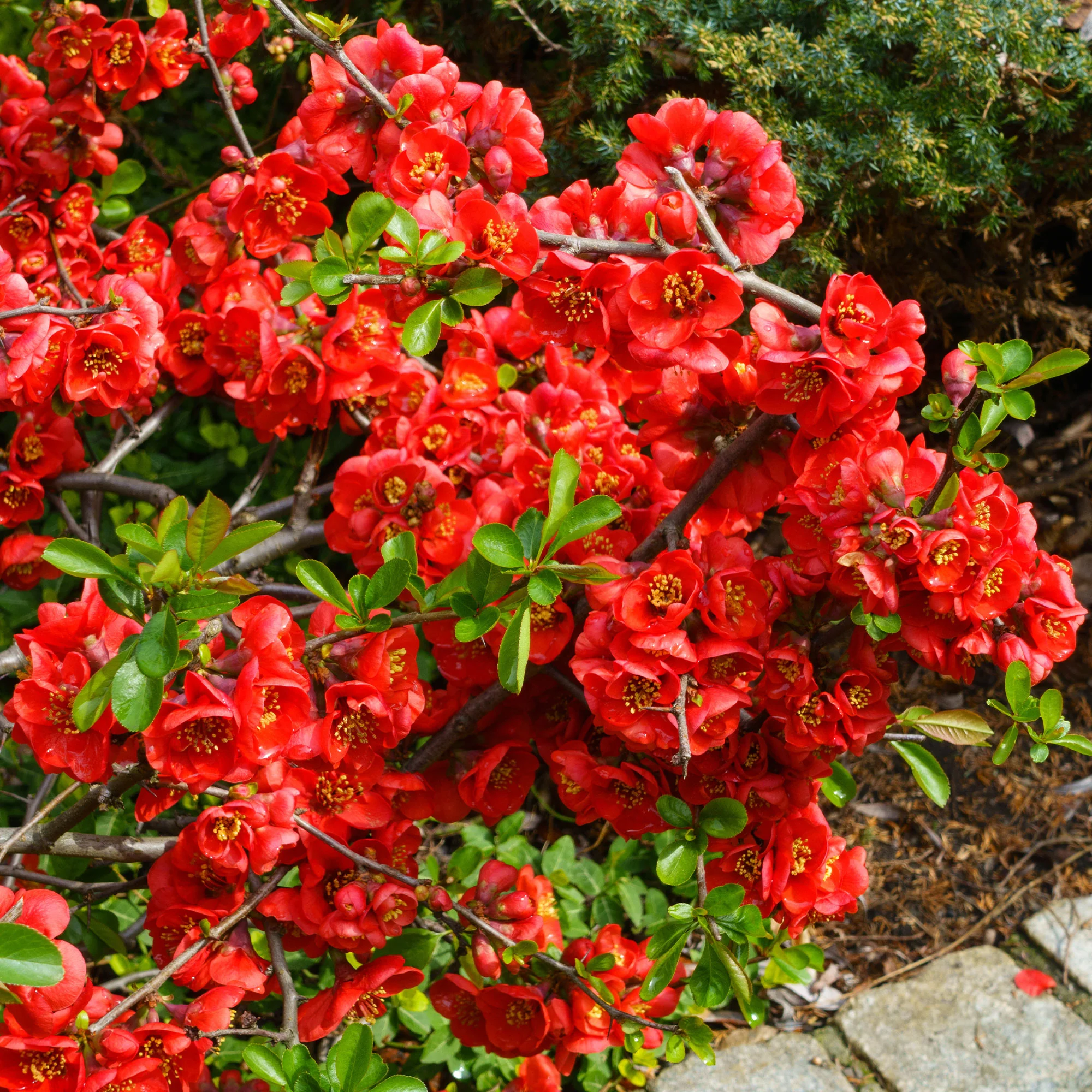 Zierquitte Crimson and Gold - Image 3