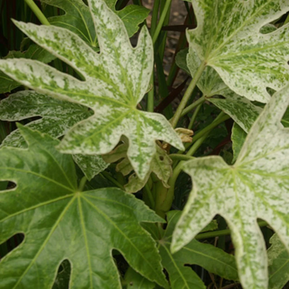 Zimmeraralie ‘Spider’s Web’ - Image 3