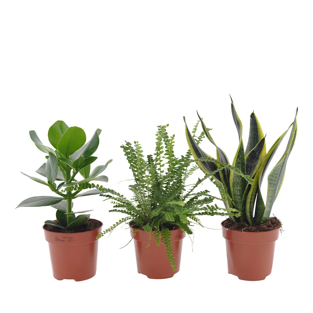 Zimmerpflanzen-Set für kleine Räume (x3) - Image 2