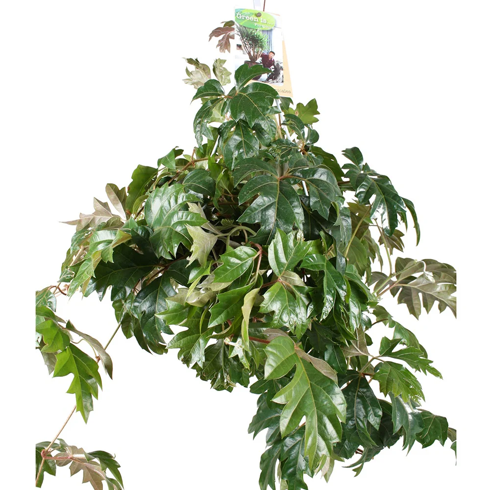 Zimmerrebe 'Ellen Danica' - Image 4