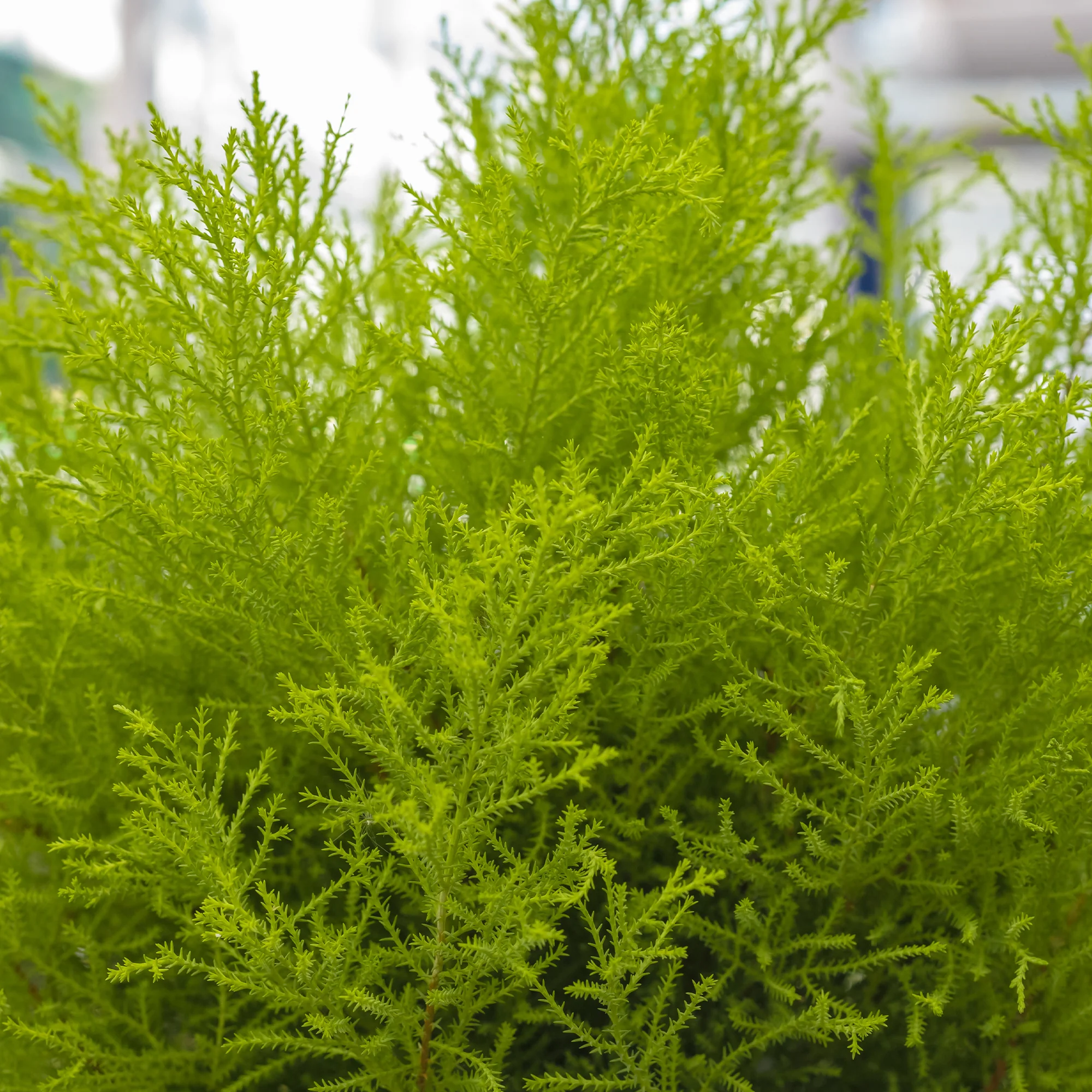 Zimmerzypresse 'Goldcrest Wilma' - Image 3