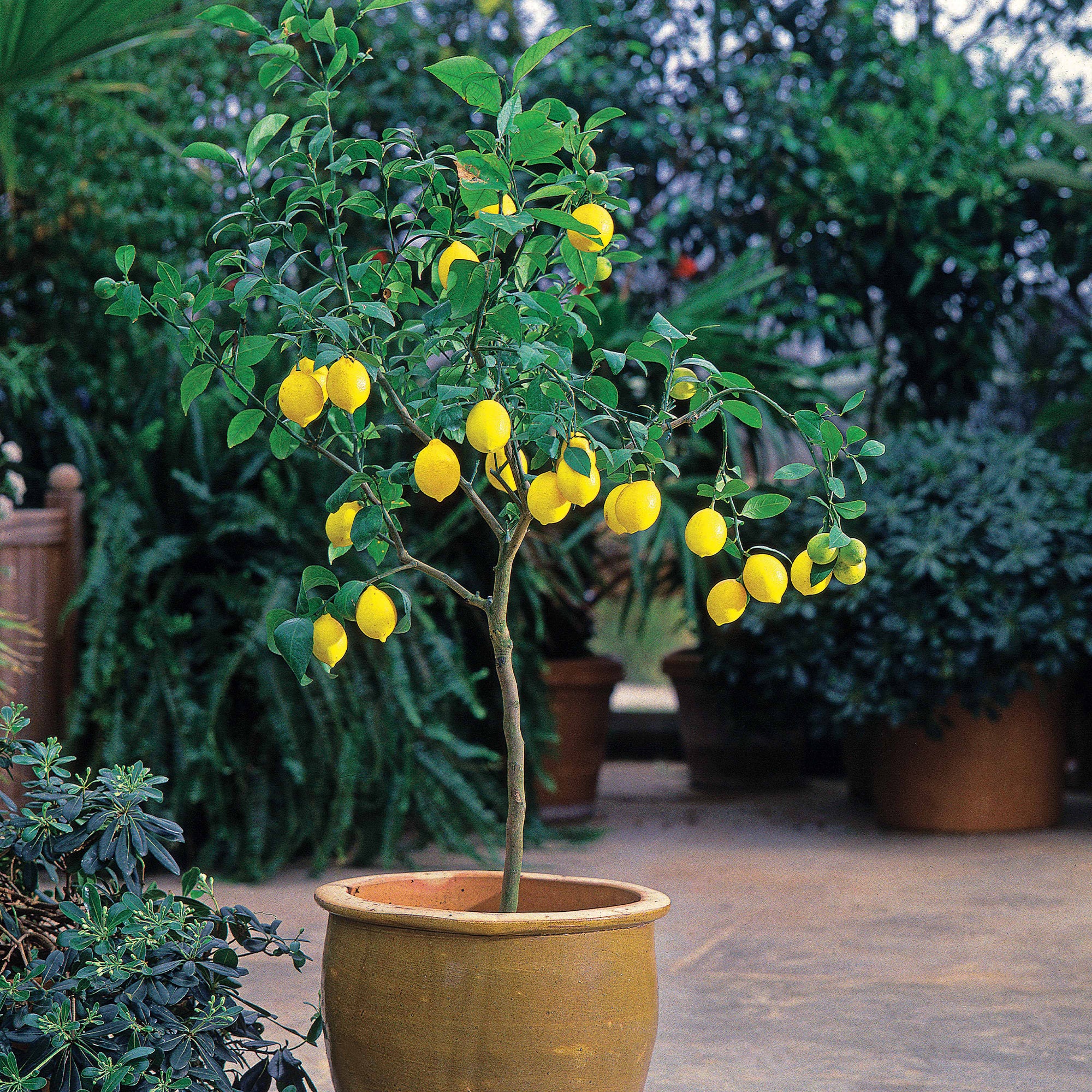 Zitrus-Kollektion Kumquat & Zitronenbaum (x2) - Image 2