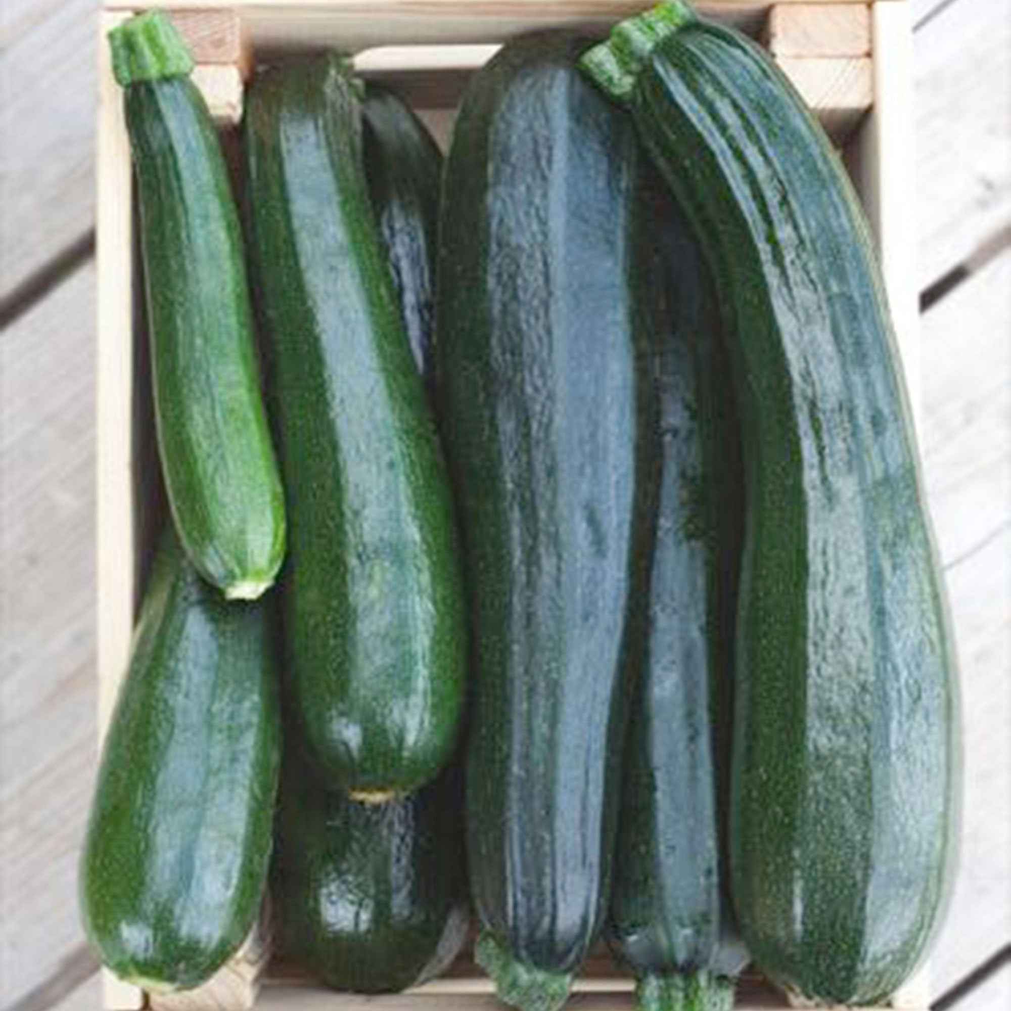 Zucchini 'Black Beauty' - Image 2