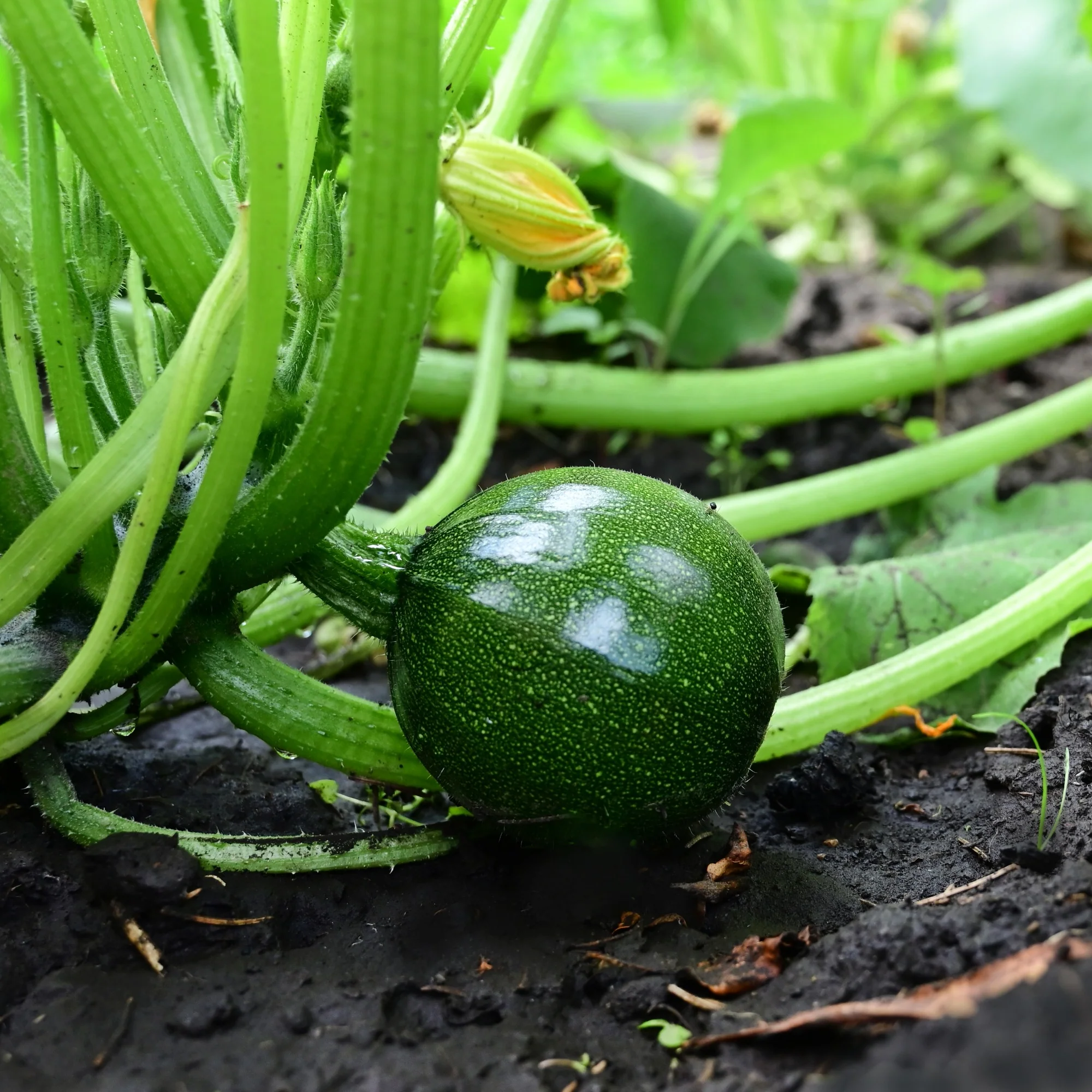 Zucchini Eight Ball F1 - Image 2