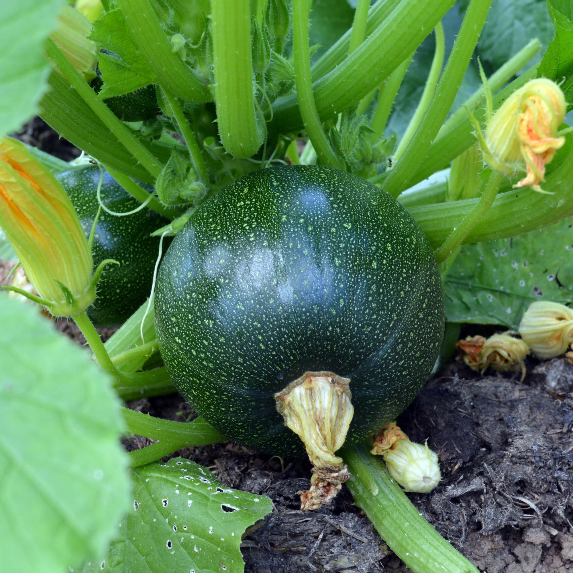 Zucchini Eight Ball F1 - Image 3