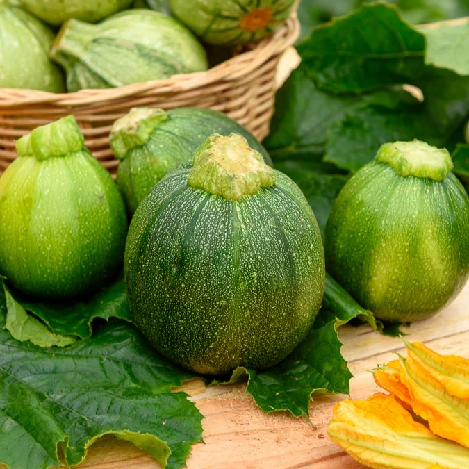 Zucchini Eight Ball F1 - Image 4