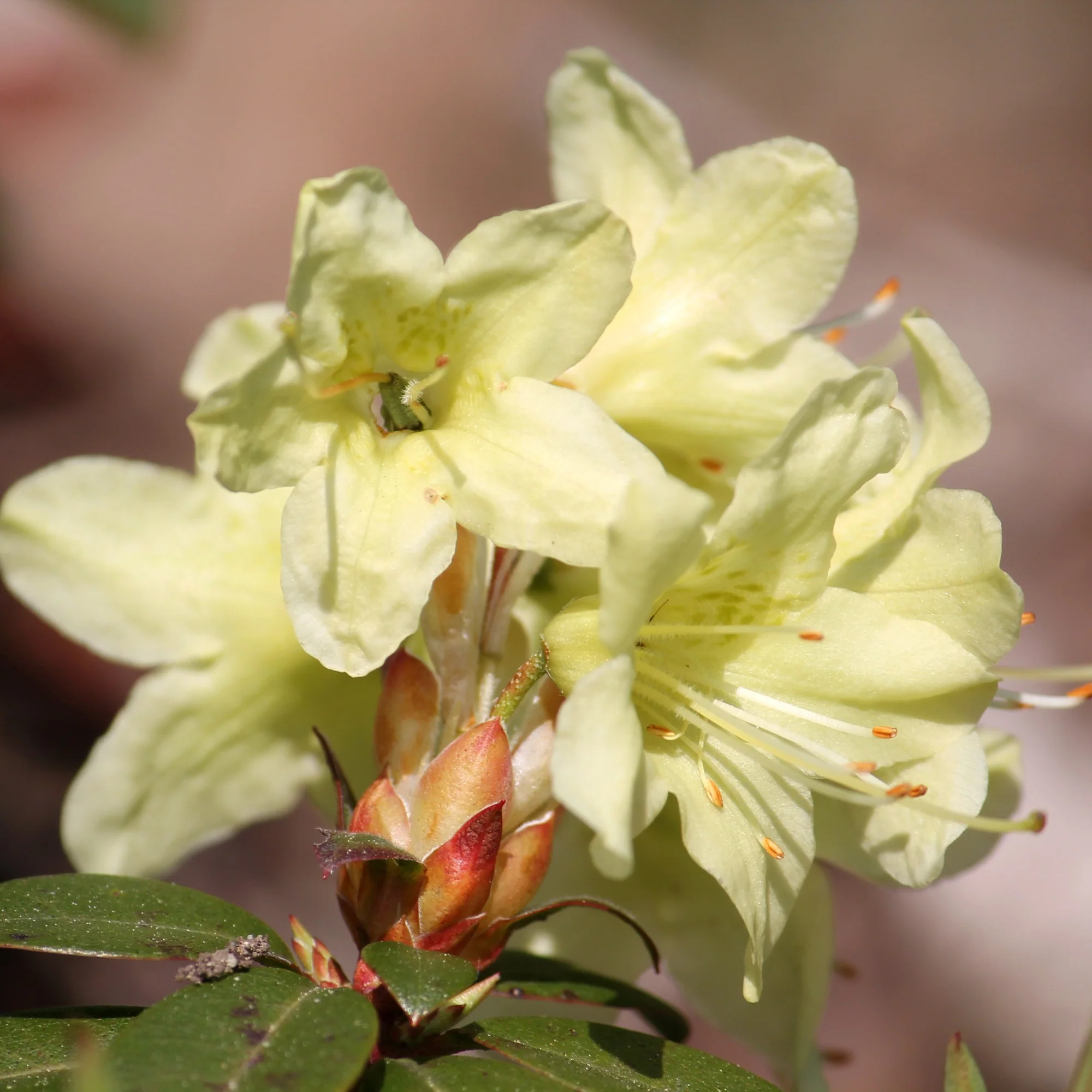 Zwerg-Alpenrose Princess Anne - Image 3