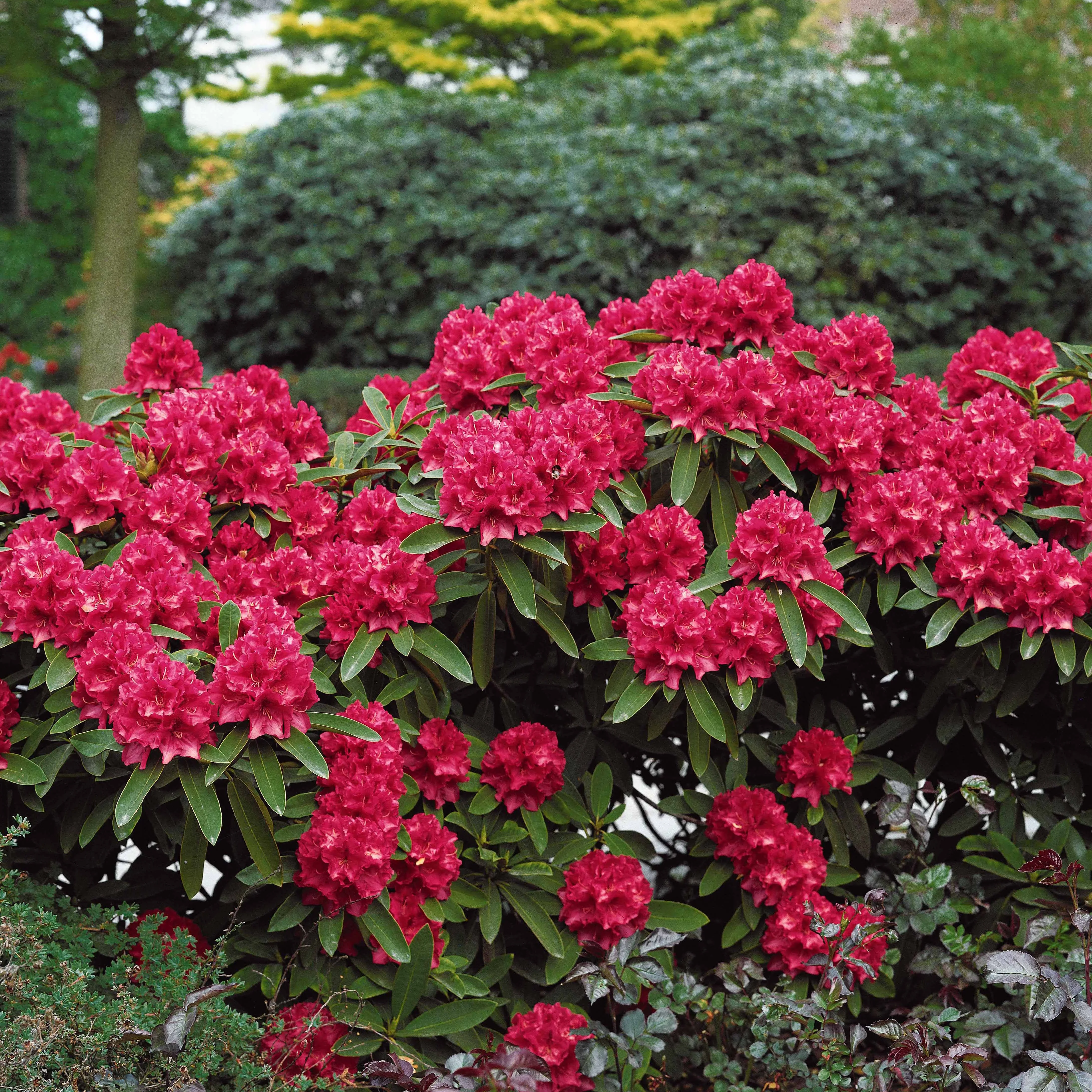 Zwerg Alpenrose Scarlet Wonder