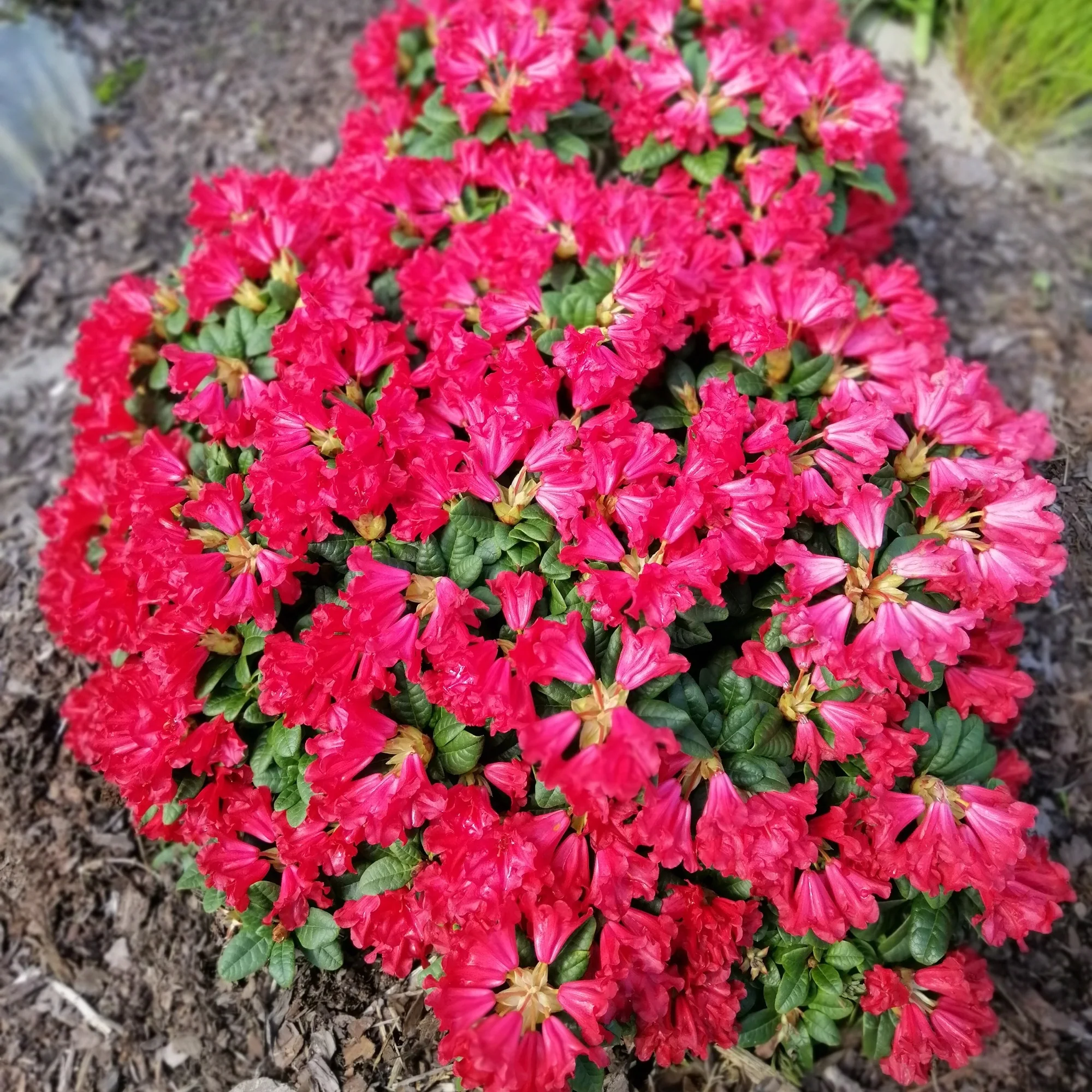 Zwerg Alpenrose Scarlet Wonder - Image 2