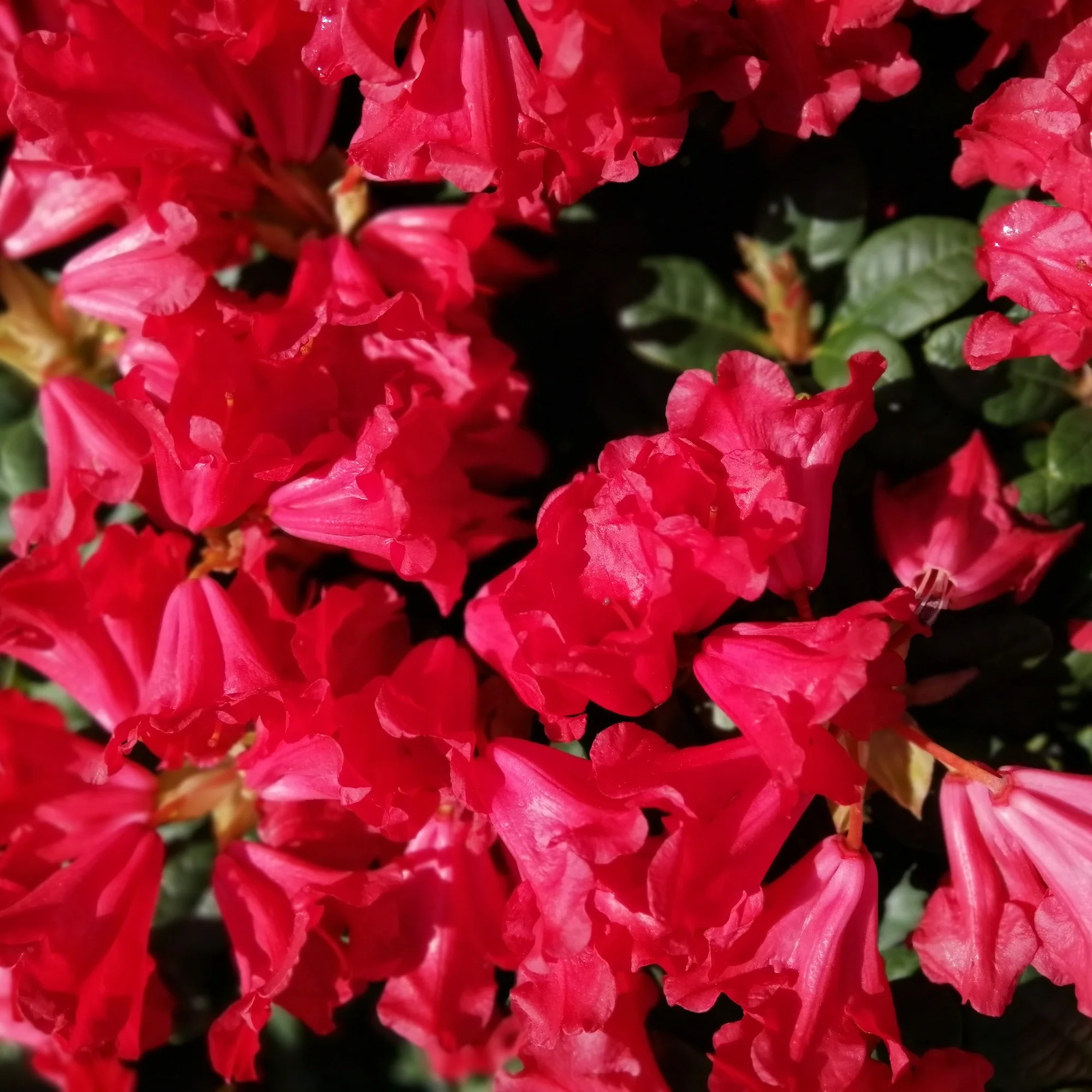 Zwerg Alpenrose Scarlet Wonder - Image 3