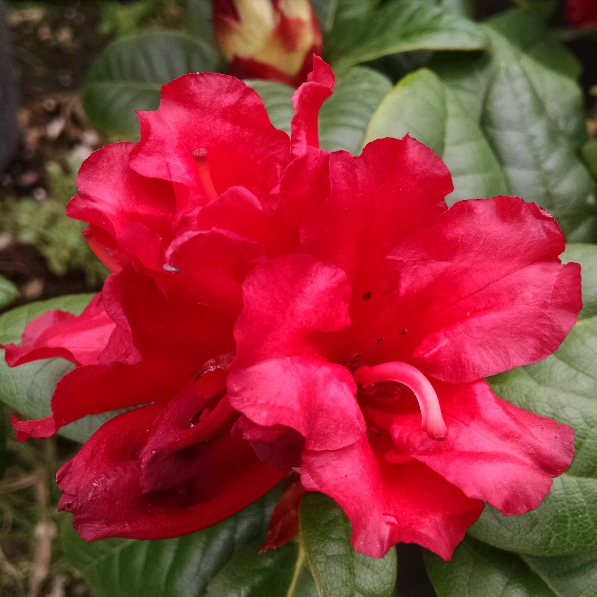 Zwerg Alpenrose Scarlet Wonder - Image 4
