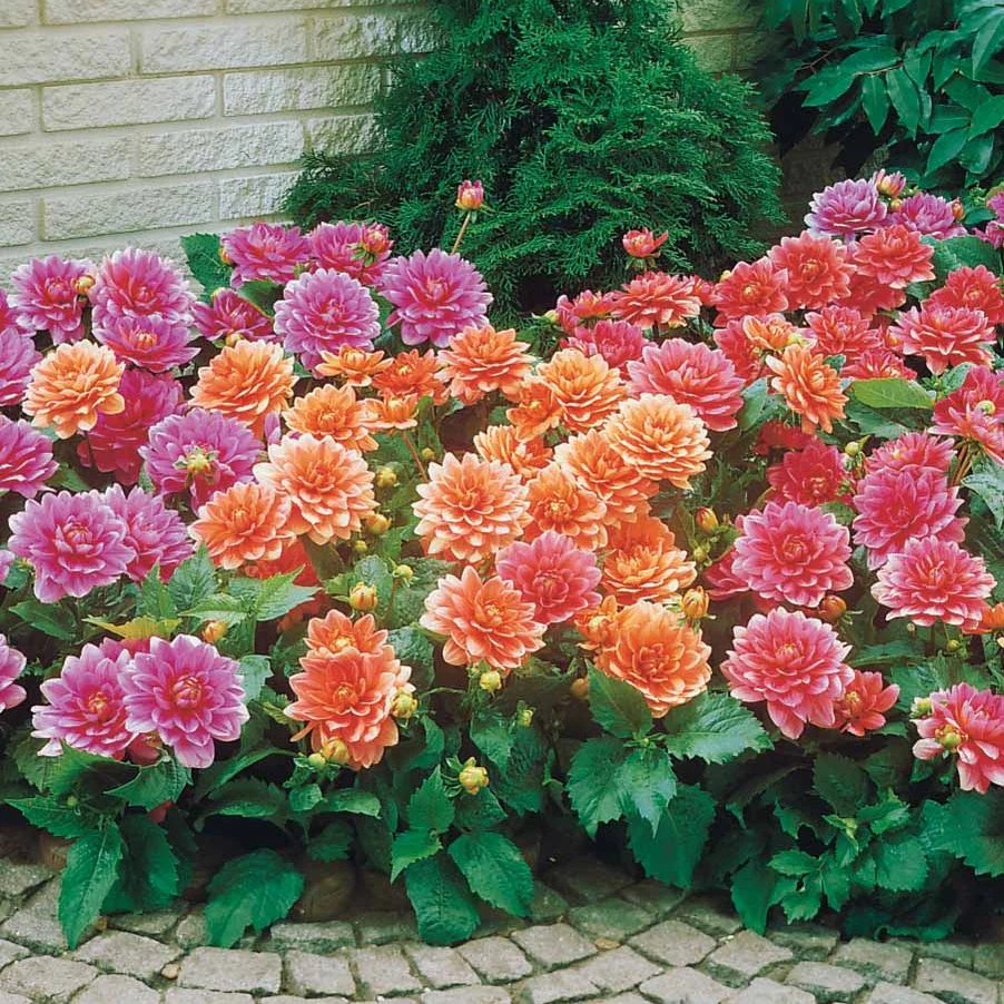 Zwerg-Dahlien Mischung - Image 2