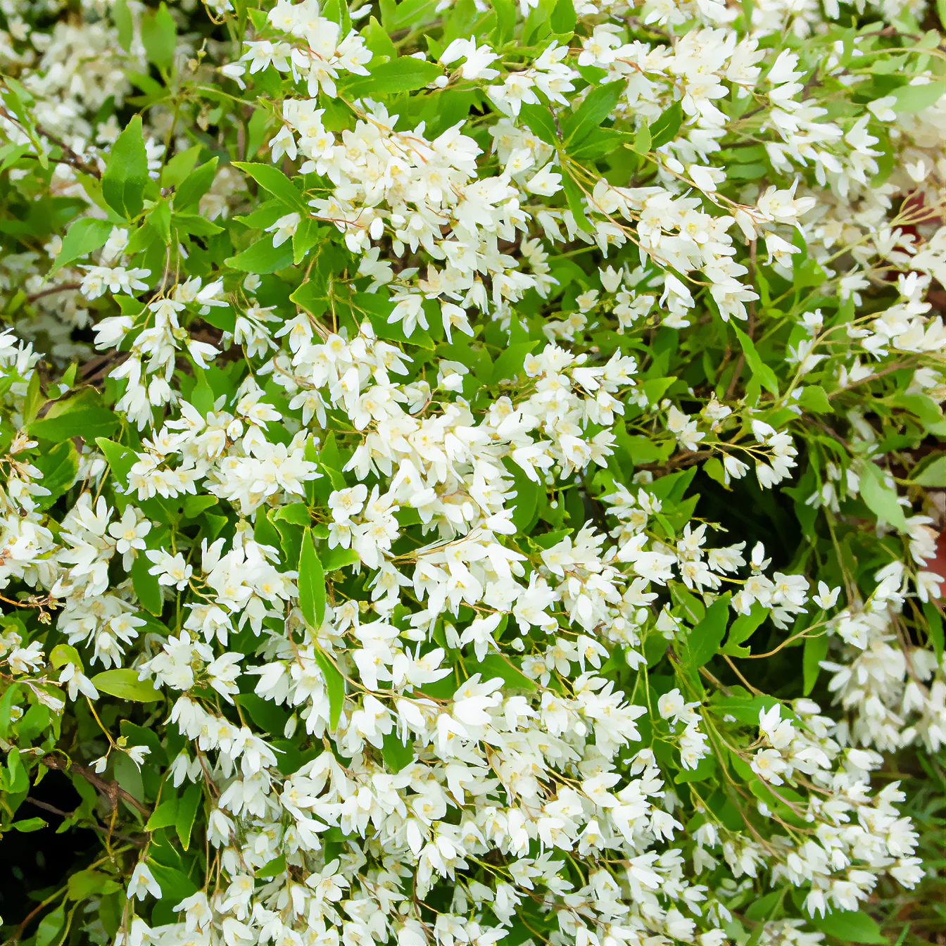 Zwerg-Deutzie Nikko - Image 2