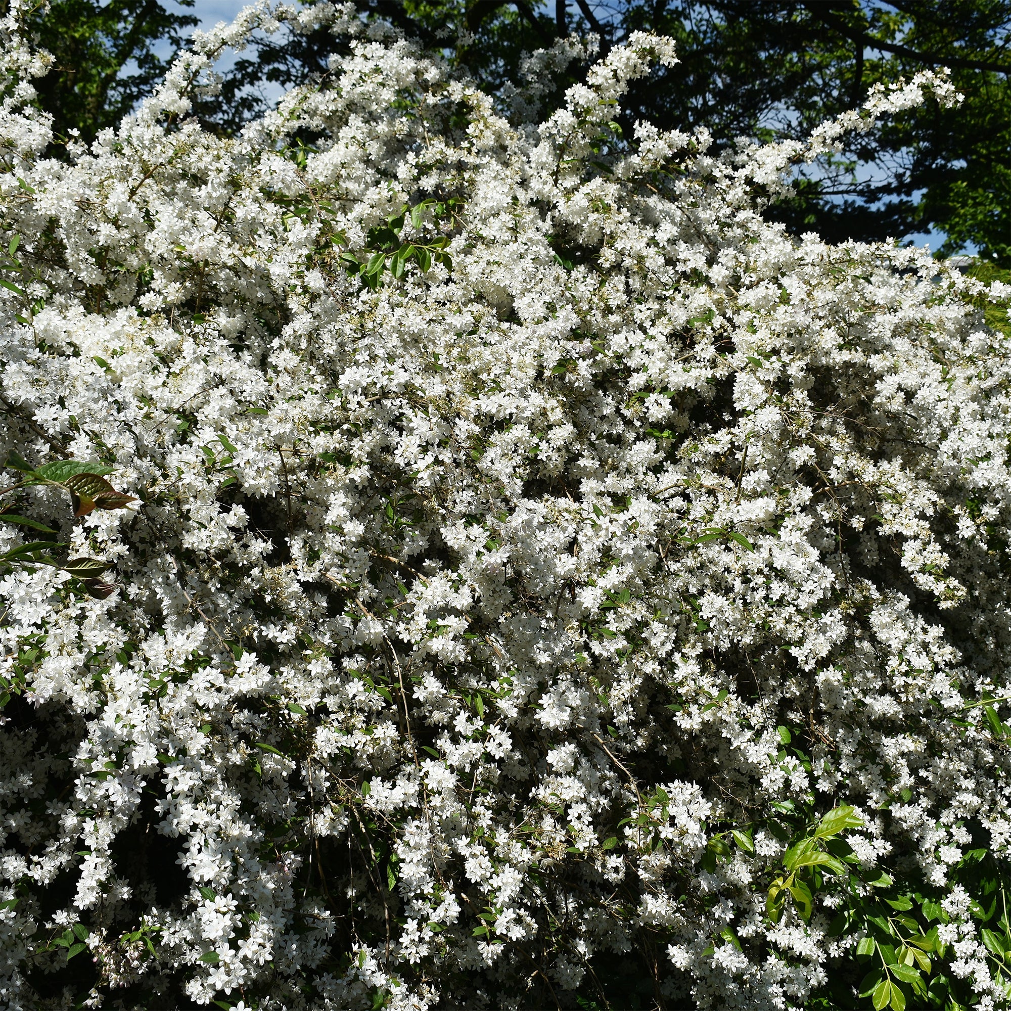Zwerg-Deutzie Nikko - Image 3