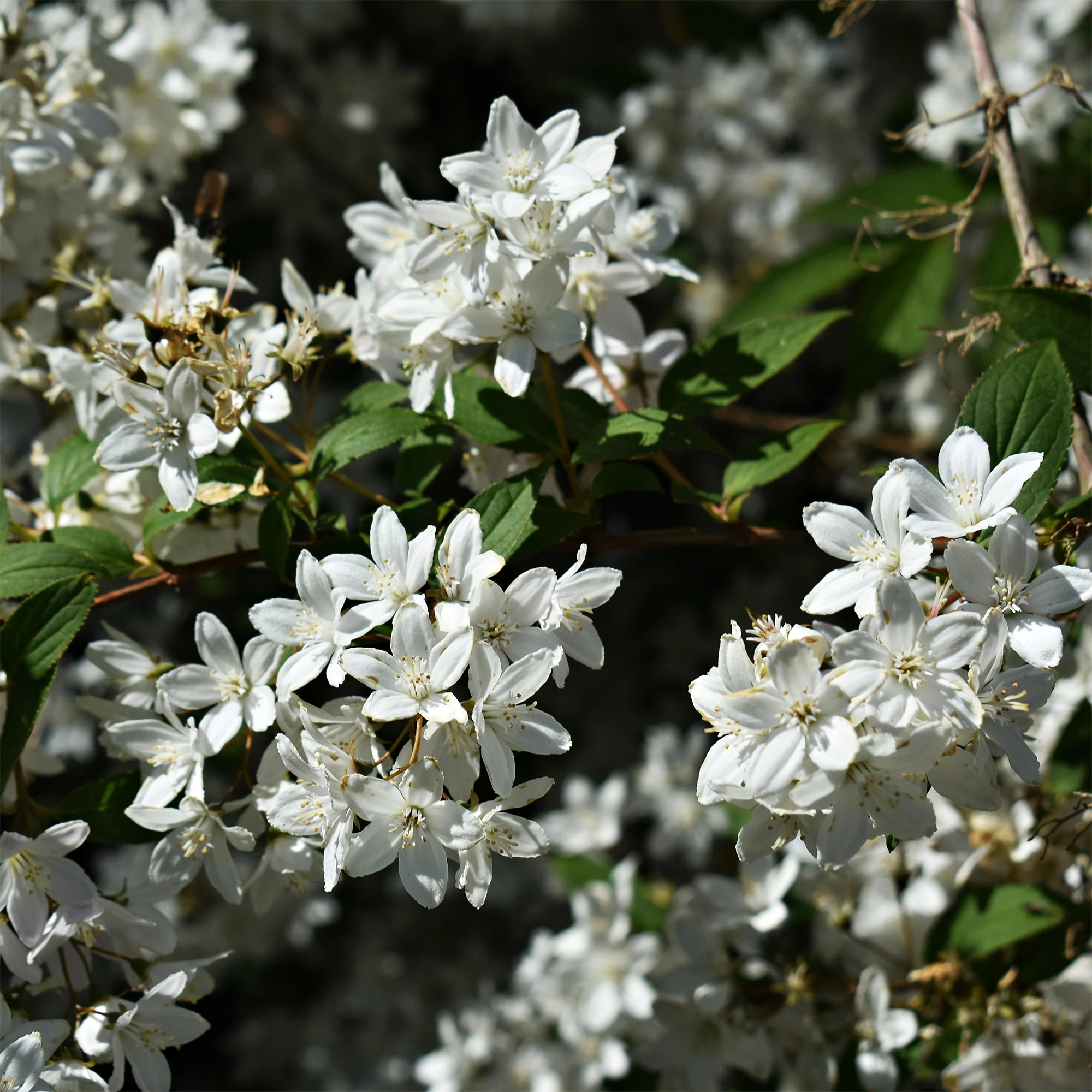 Zwerg-Deutzie Nikko - Image 4