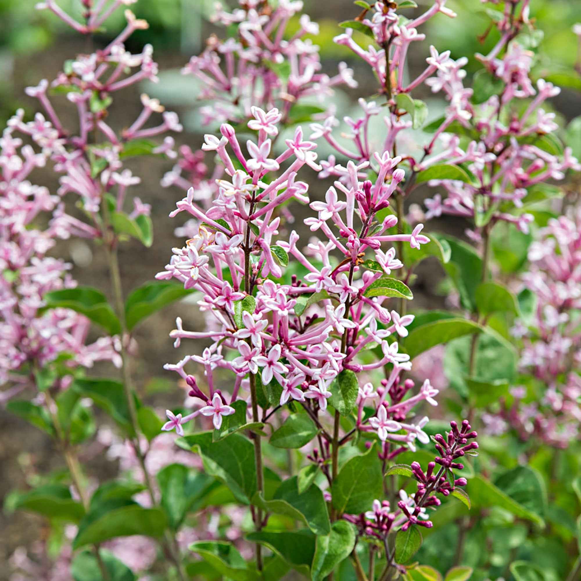 Zwergflieder 'Pink Parfume' - Image 4