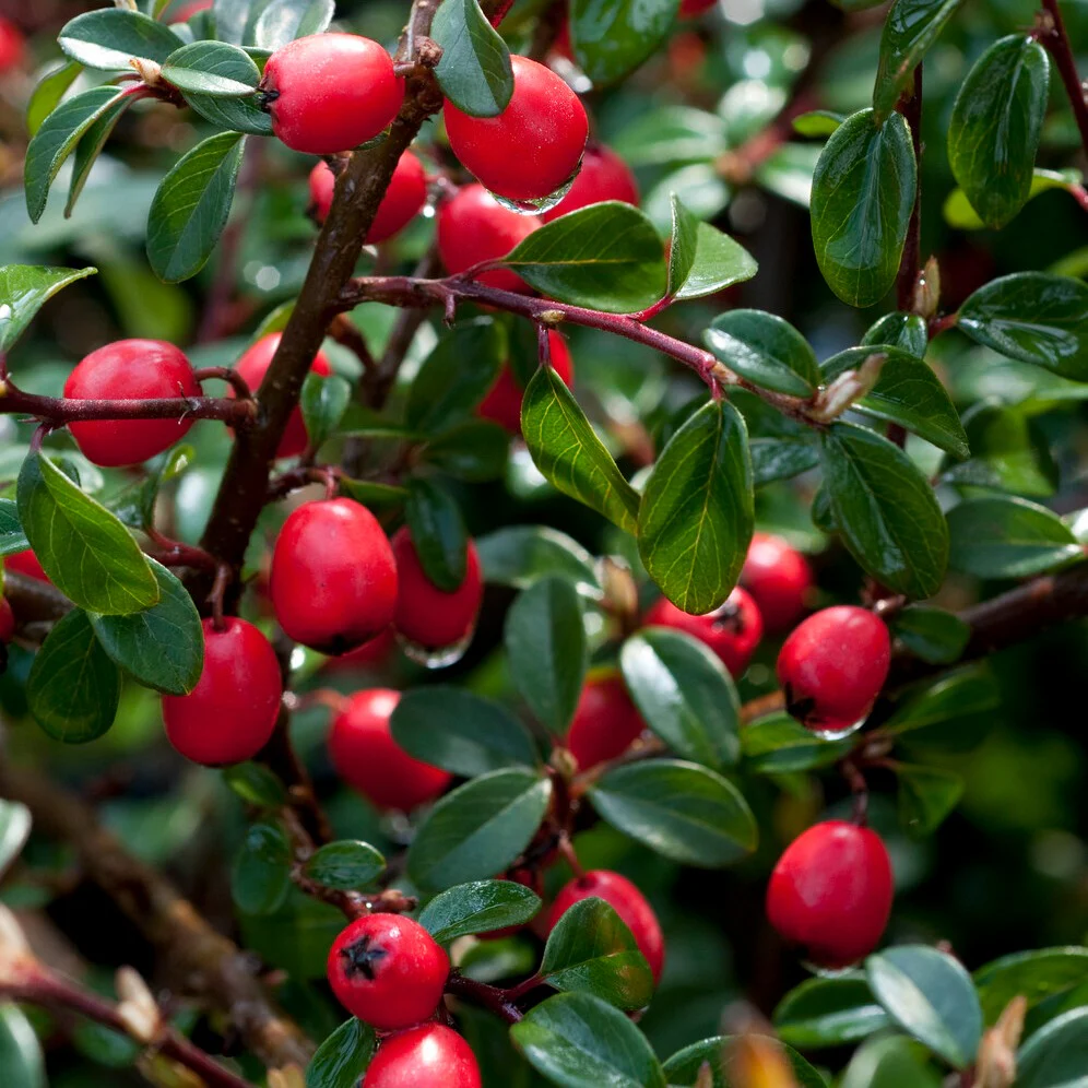 Zwergmispel 'Coral Beauty' - Image 3